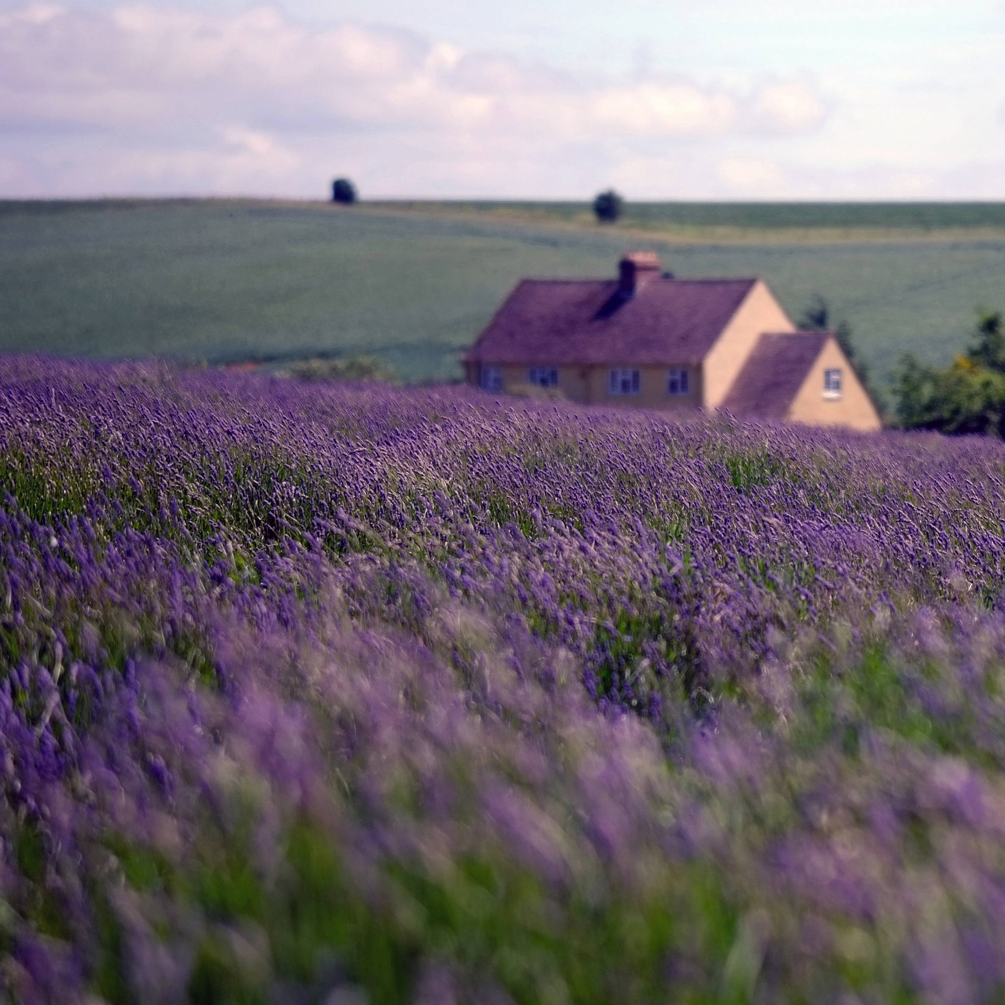 Ферма в провансе. Лавандовая ферма Cotswold Lavender, Англия. Лавандовое поле. Прованс. Лавандовые поля во Франции. Глостершир, Англия Лавандовое поле.