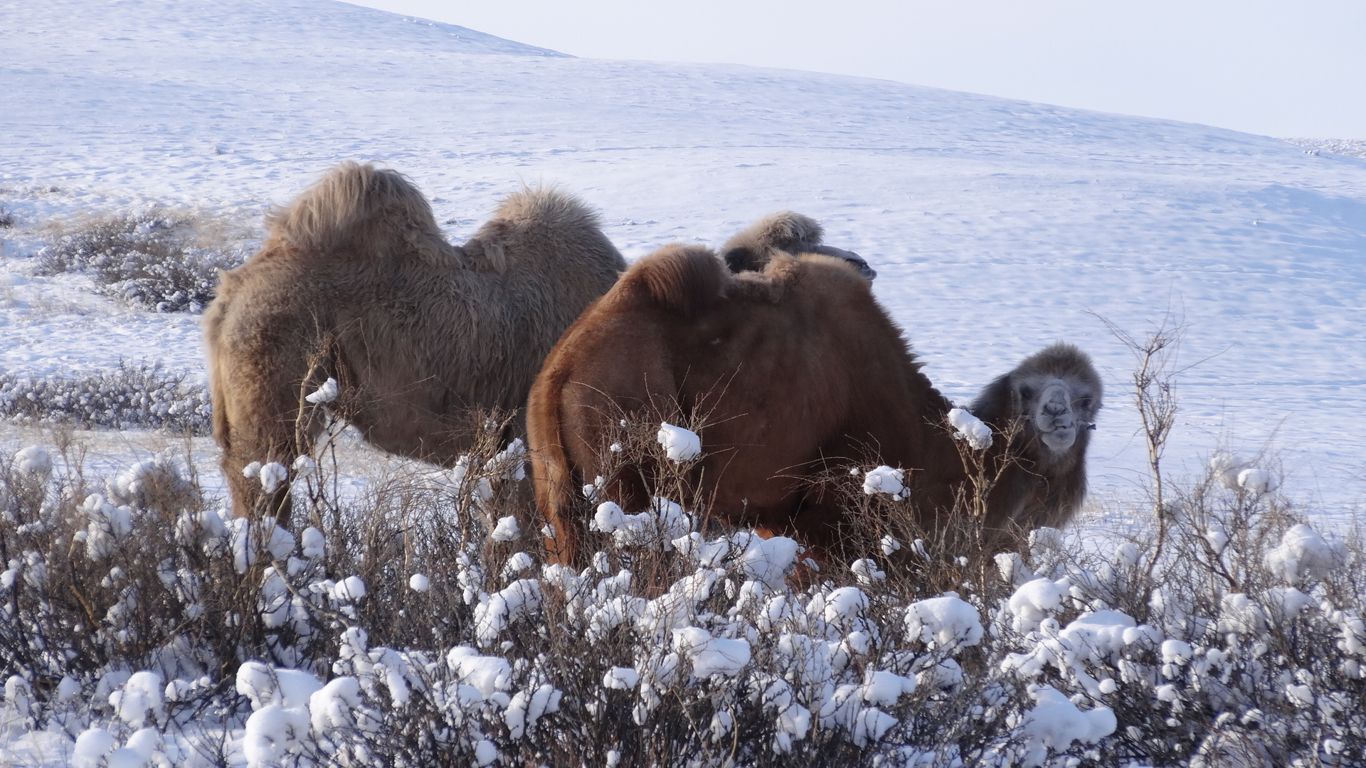 Снежные Верблюды
