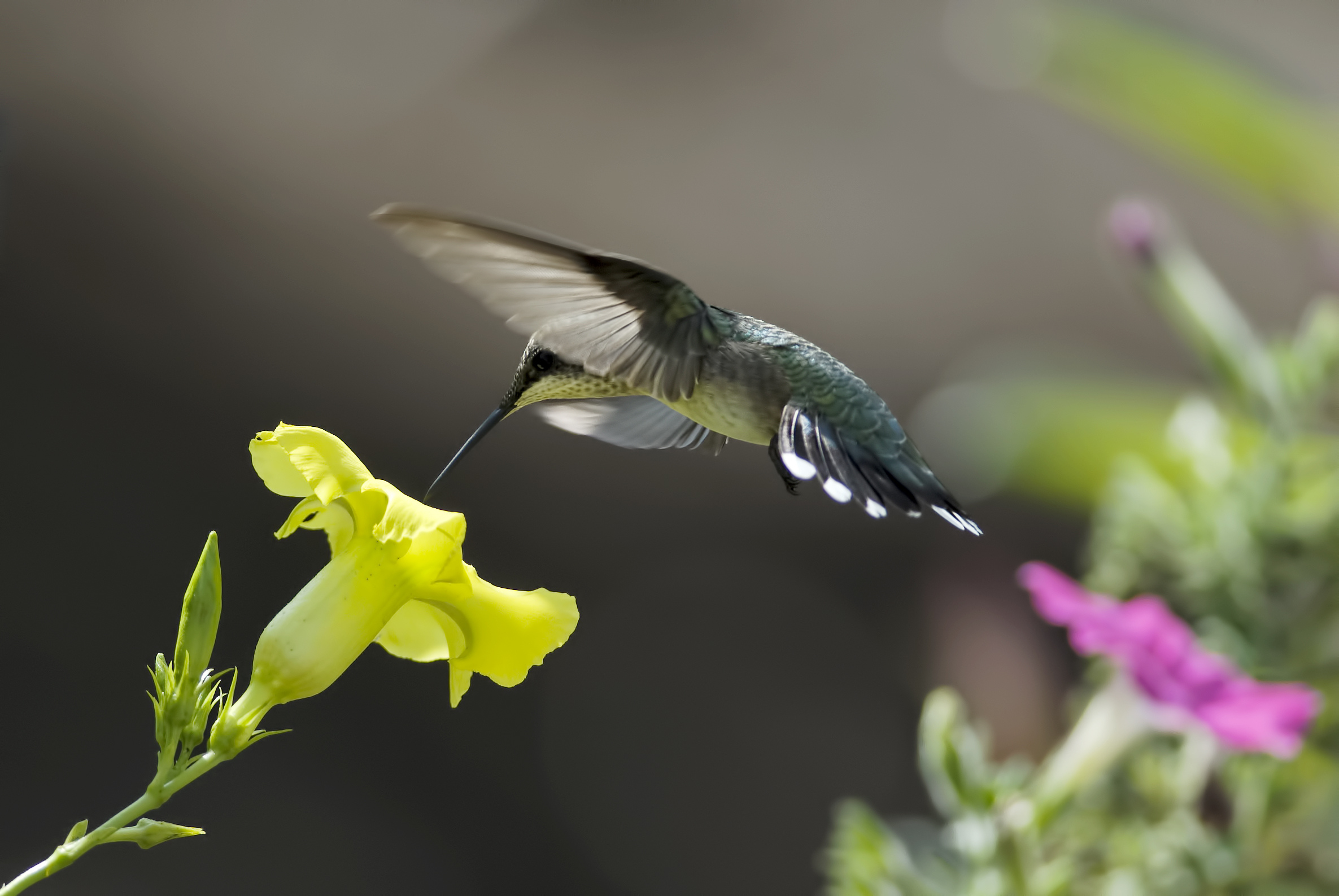 Летающий цветок