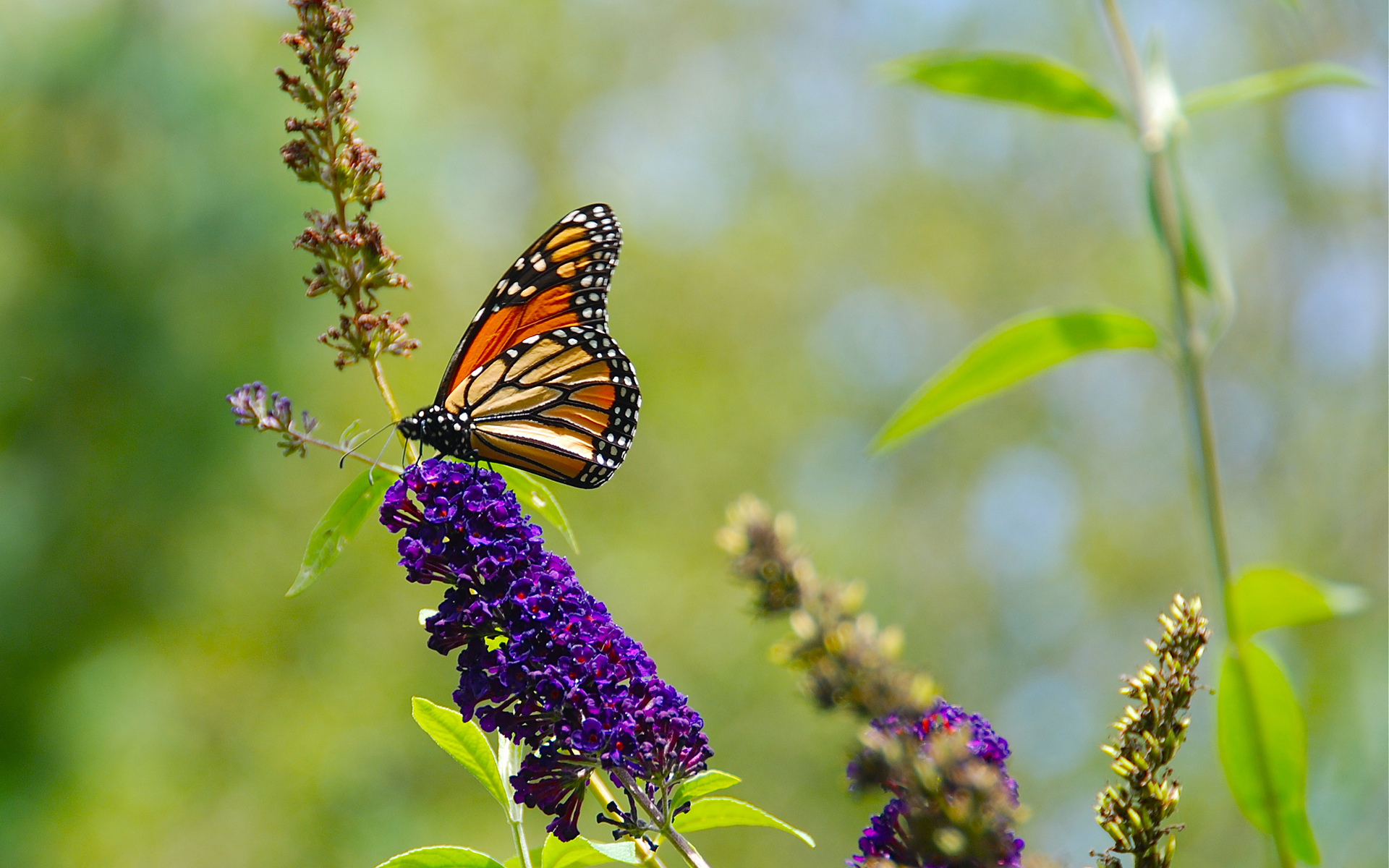 Данаида Монарх бабочка фиолетовый