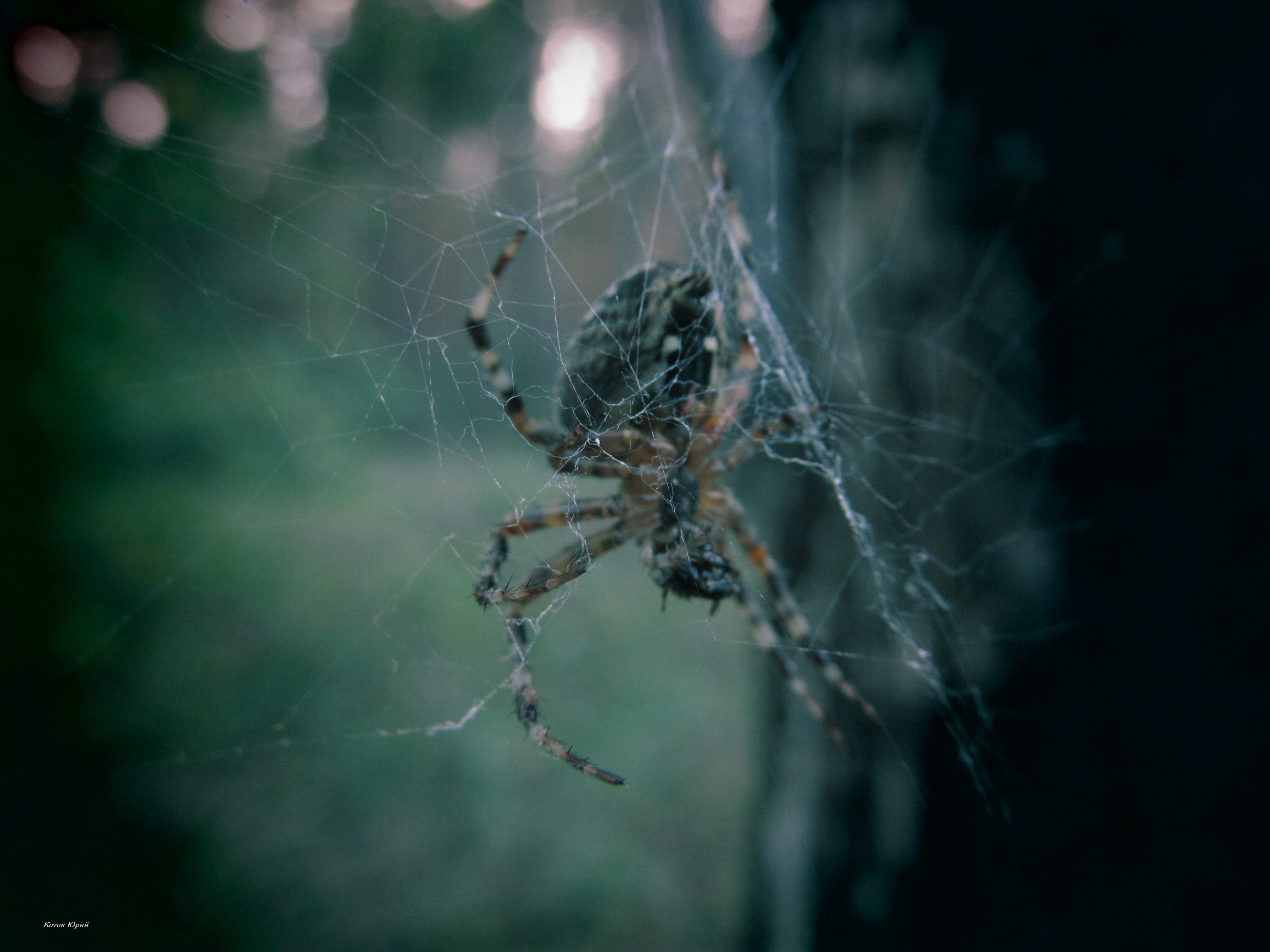 паук в лесу фото