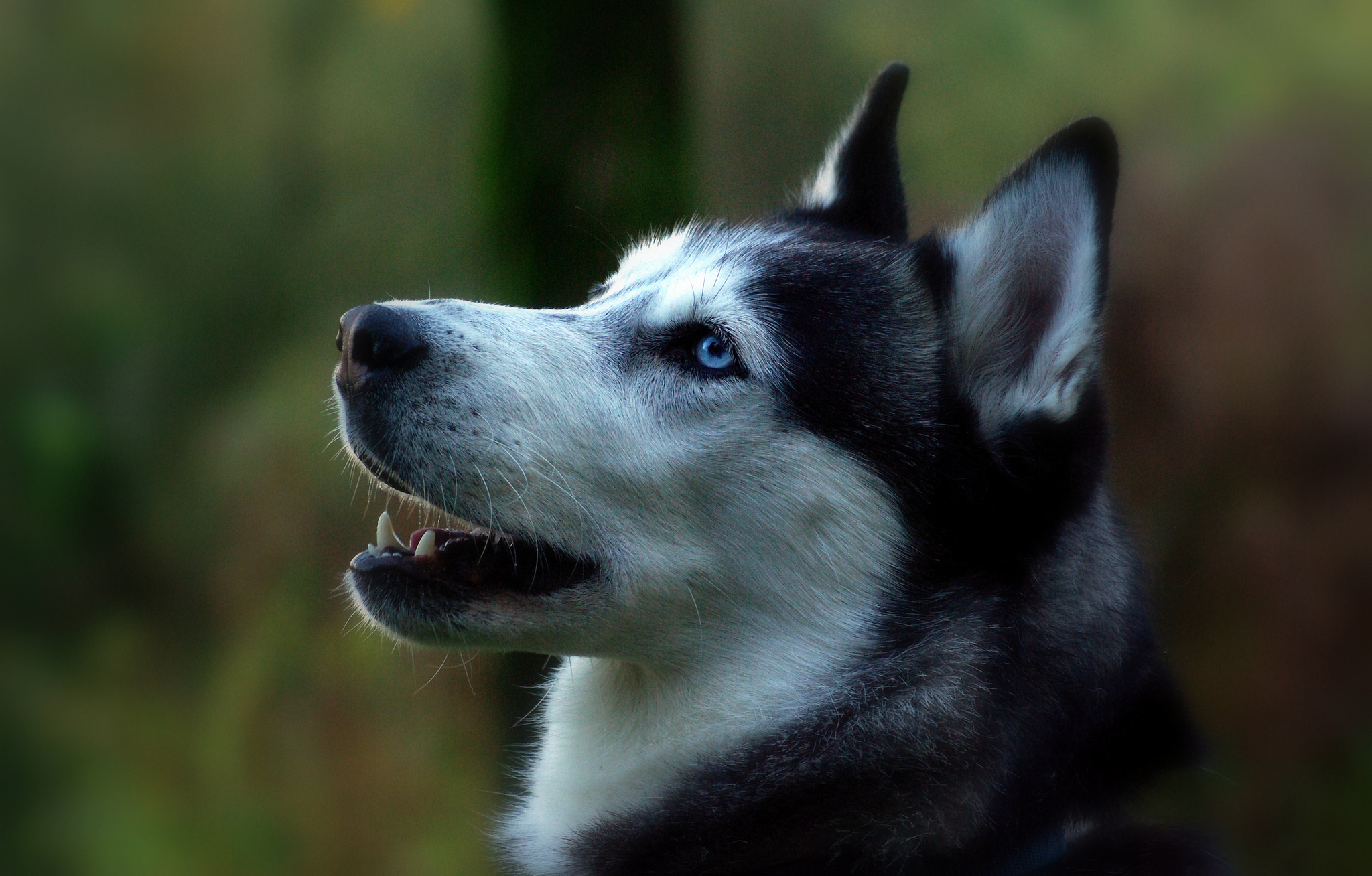 Siberian husky. Собака хаски. Хаски морда. Хаски собака фото. Черный хаски.