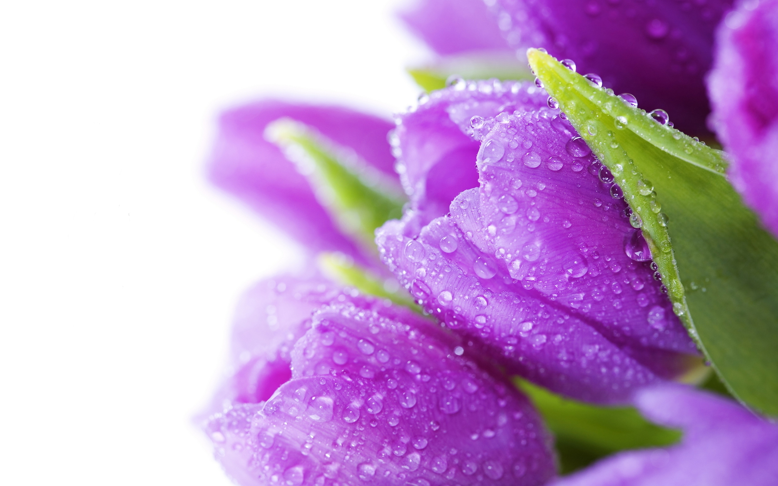 Цветы тюльпаны фиолетовые