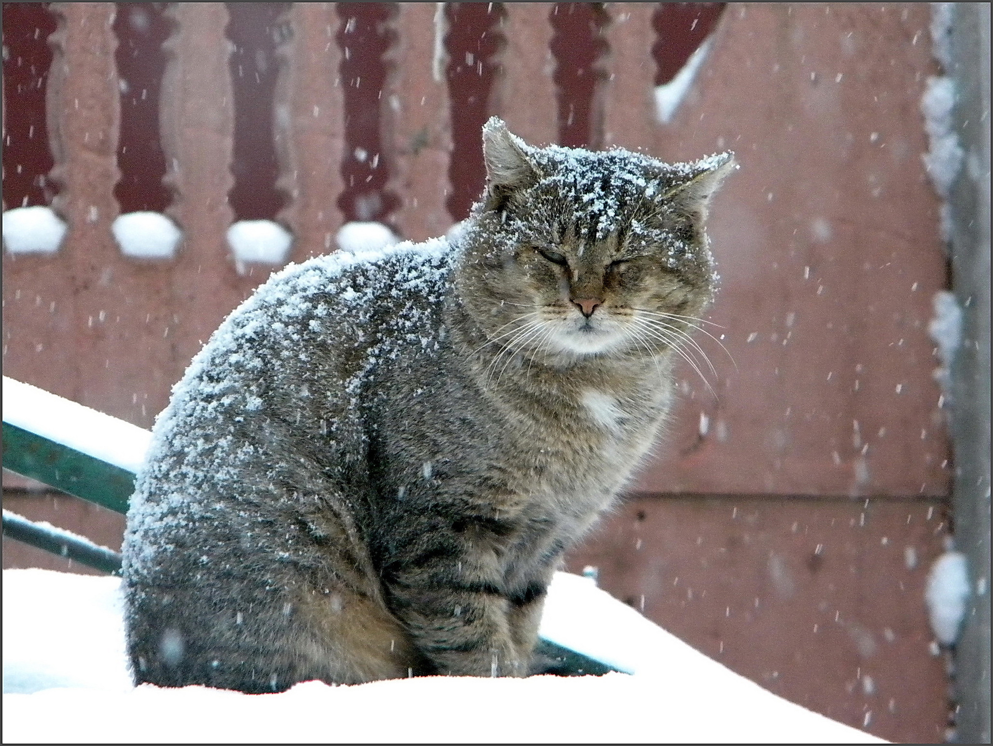 Кошка на улице зимой