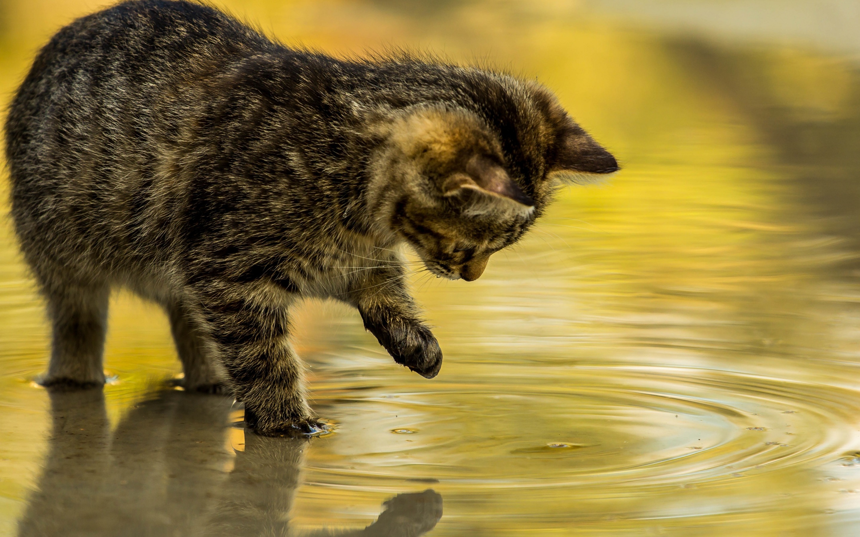 Обои котёнок, вода, игра, отражение на рабочий стол