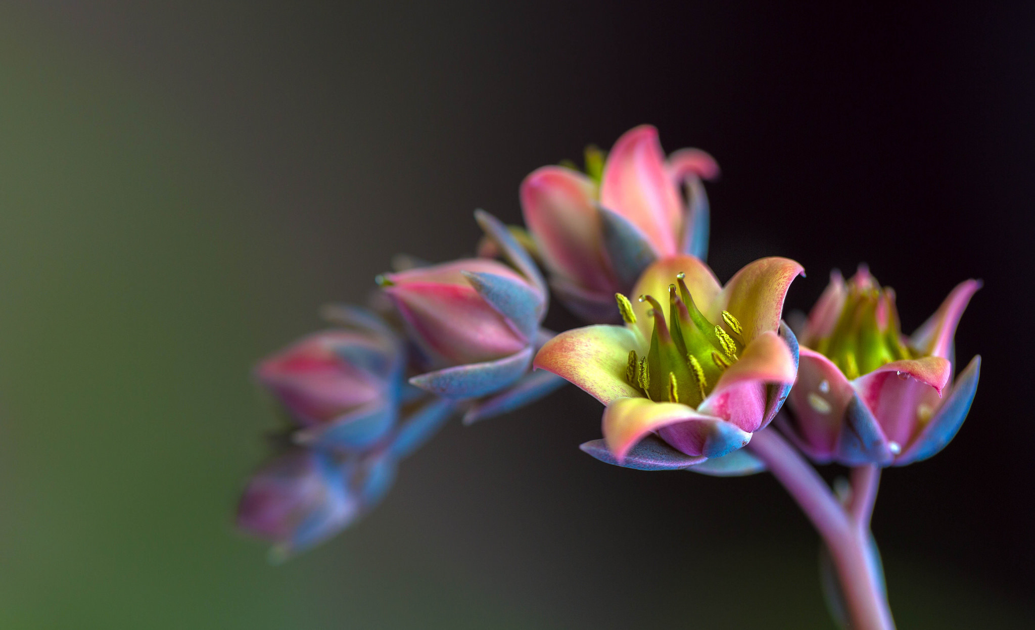 Flowers most. Цветы макро. Макросъемка цветов. Макросъемка экзотических цветов. Цветы в макросъемке.