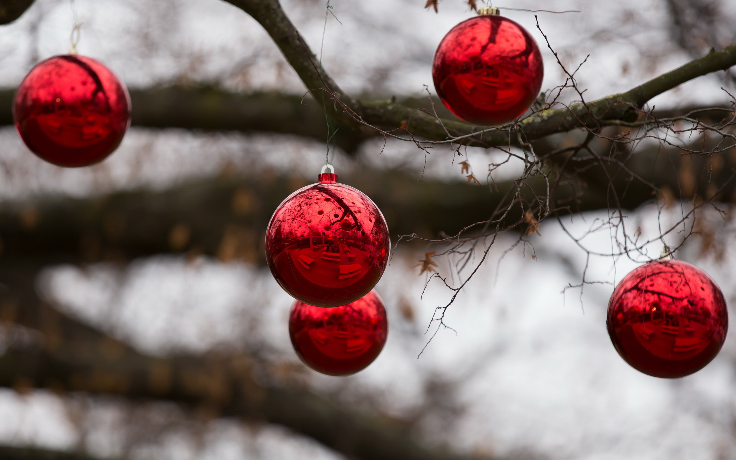 Christmas spirit. Красные новогодние шары на ветке. Новогодние шары на деревьях. Новогодний красный шар на ветке. Красный шар на елке.