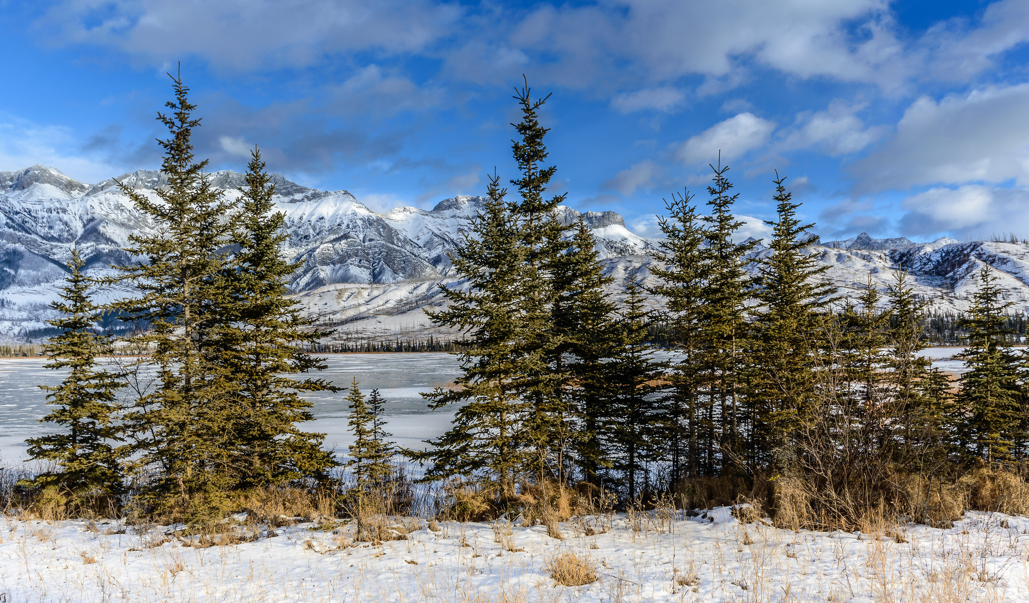 Tundra forest. Сибирская ель в лесотундре. Национальный парк Джаспер Канада пихта. Парк Джаспер Канада зимой. Темнохвойная Пихтовая Тайга Сибирь.