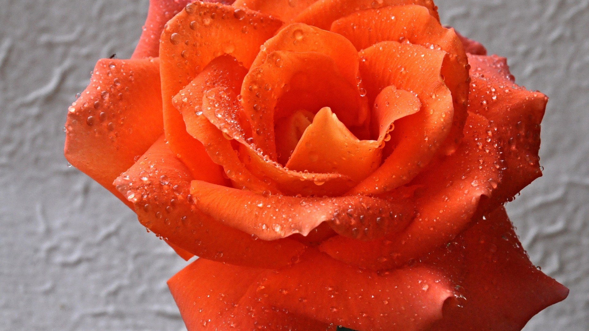 Оранжевая роза в каплях