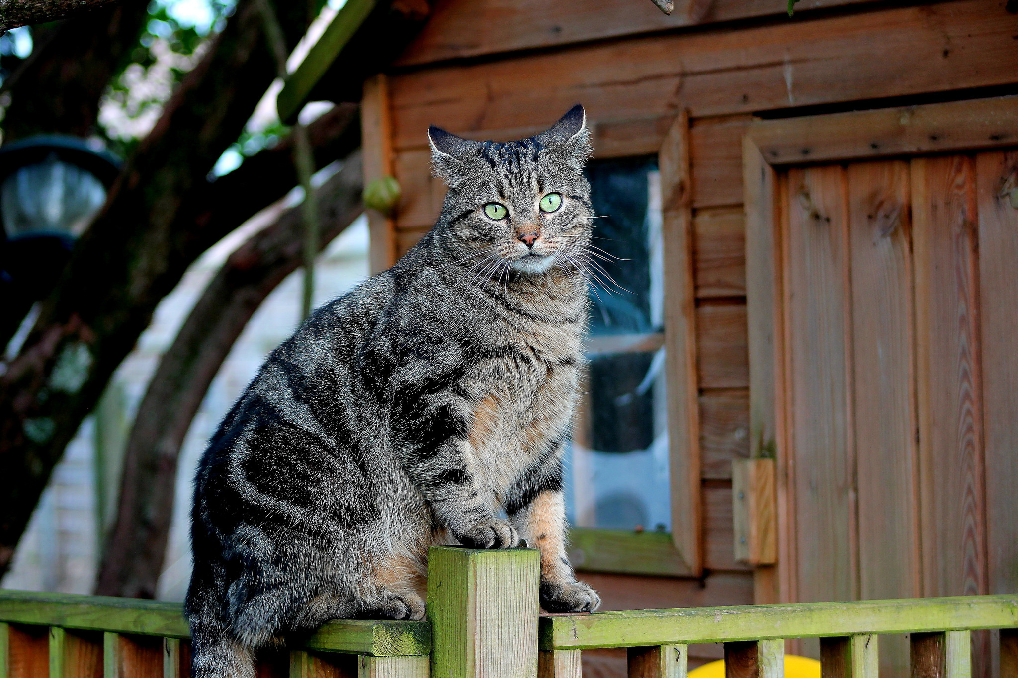 Фото кошек дома. Кошка на заборе. Деревенская кошка. Деревенский кот на заборе. Кошка сидит на заборе.