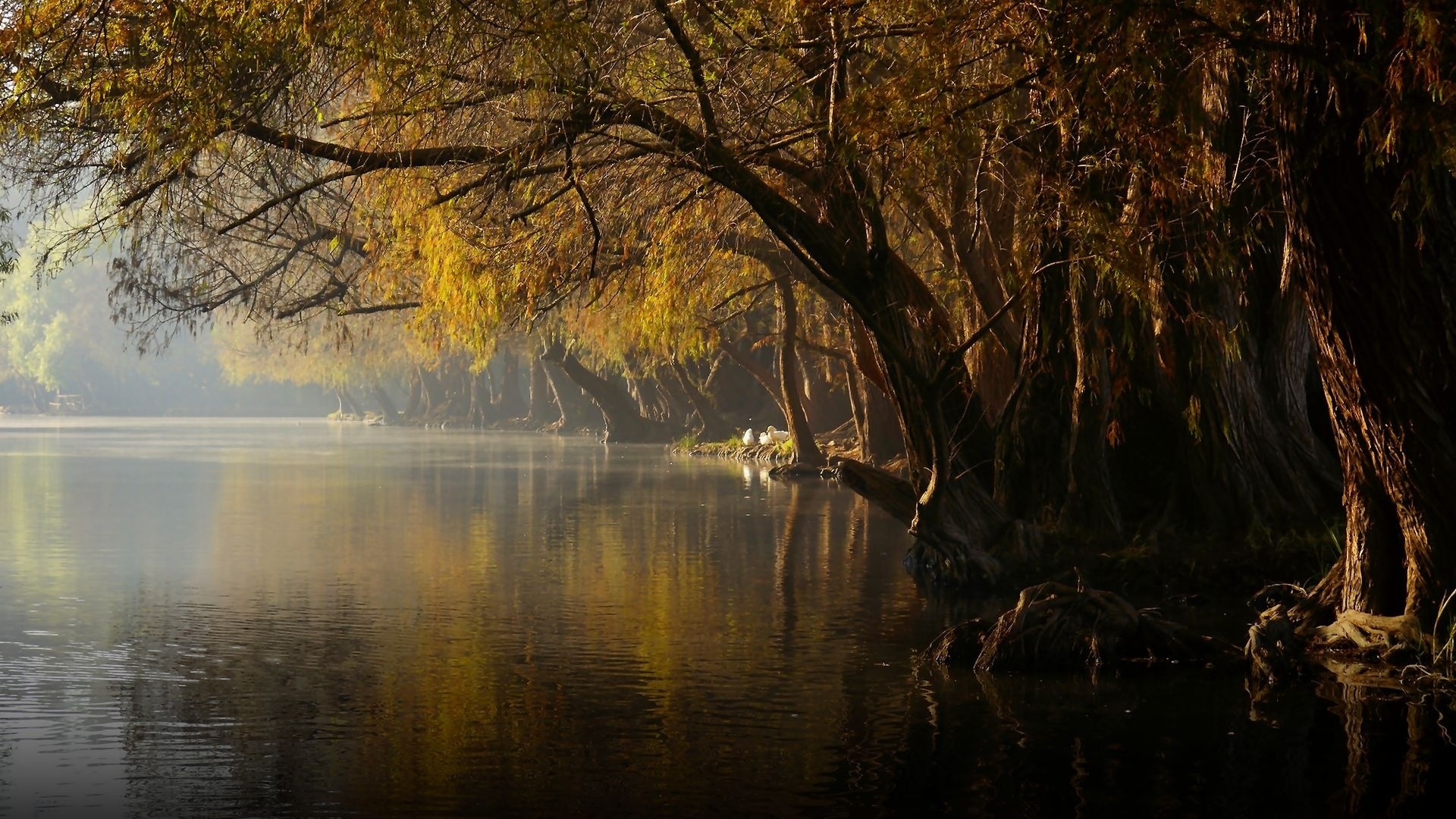 Осень озеро парк туман
