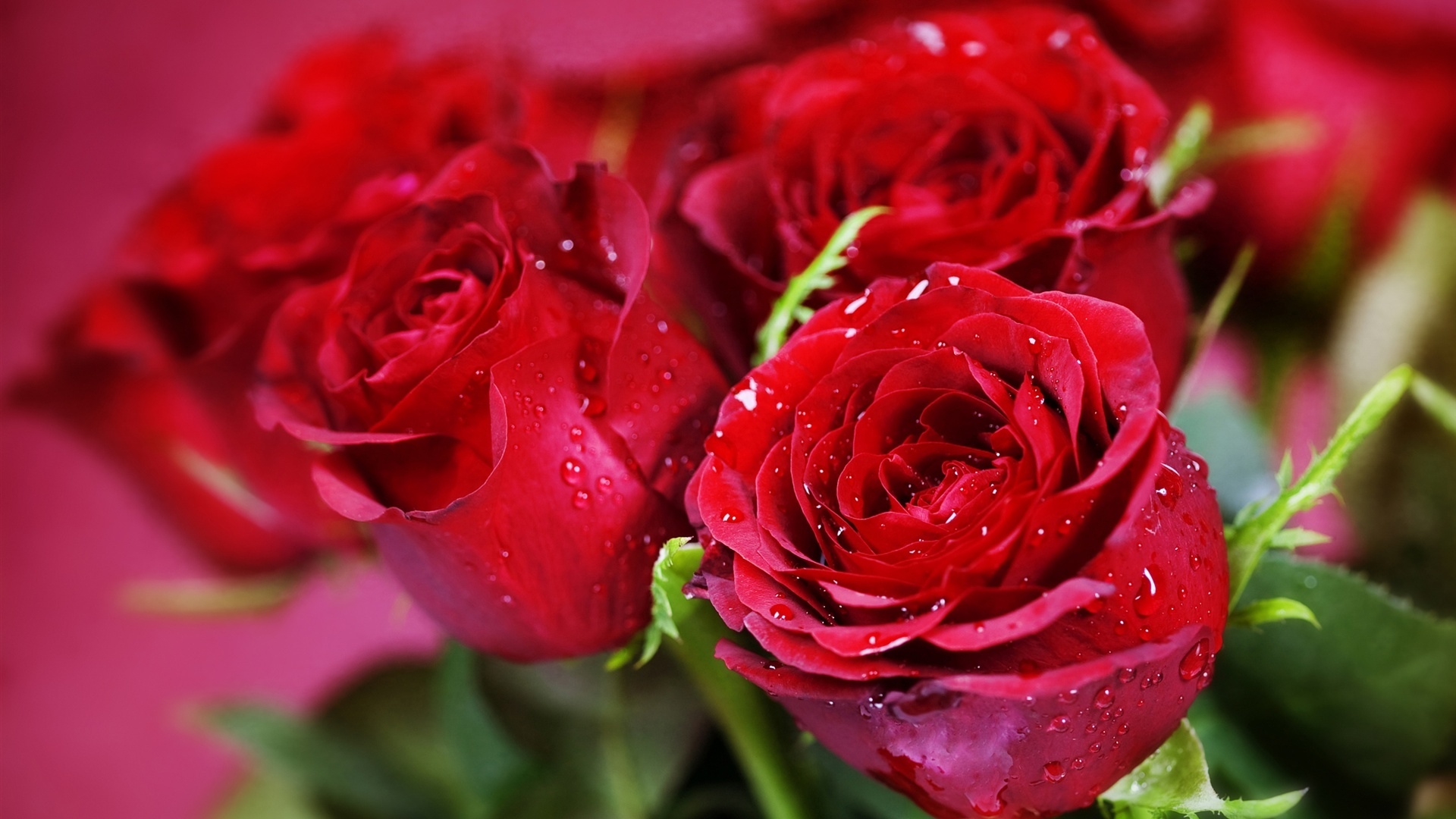 Красивые розы на рабочий стол