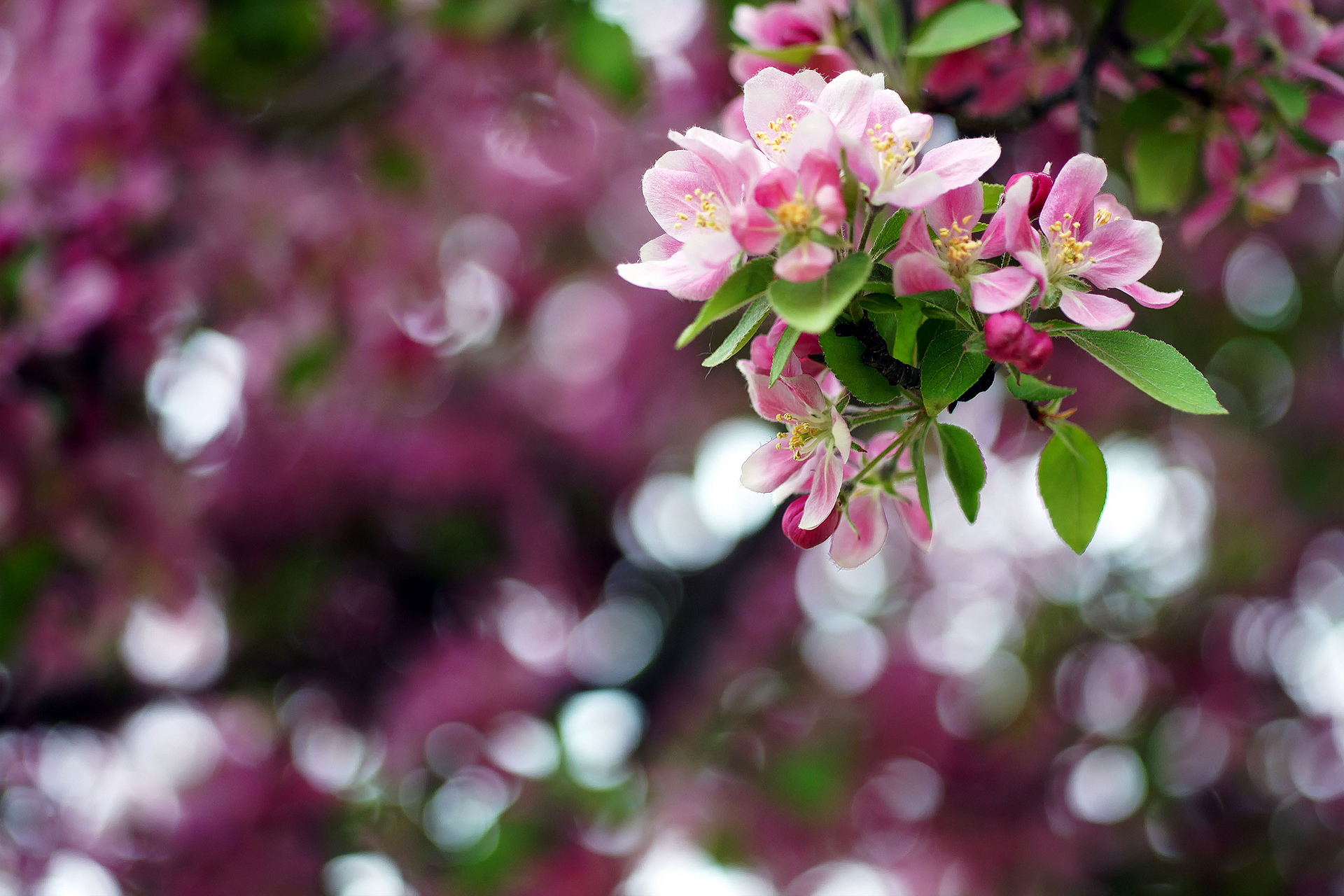 Весна цветы яблони