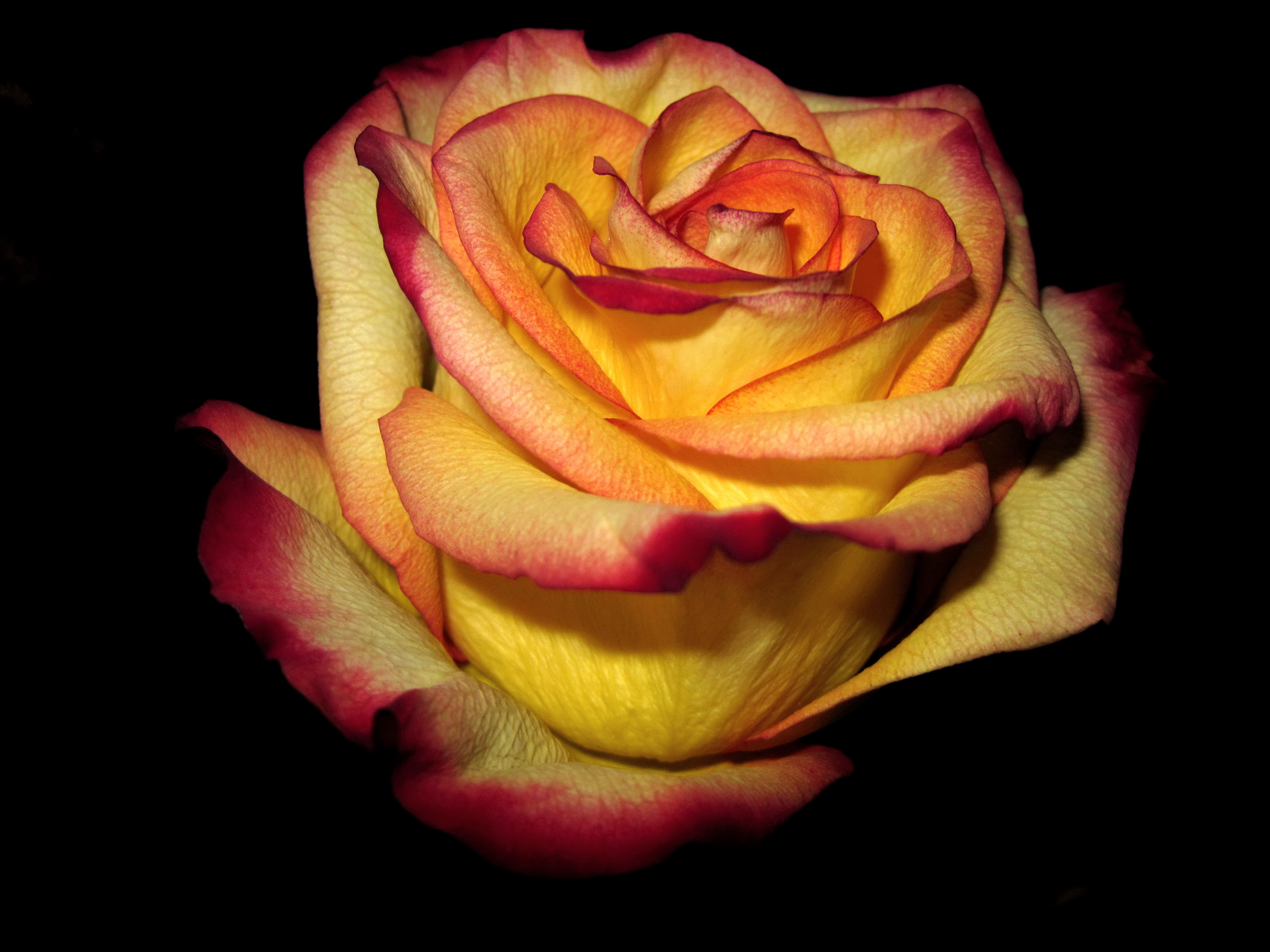 Розы Желтые С Красным Ободком