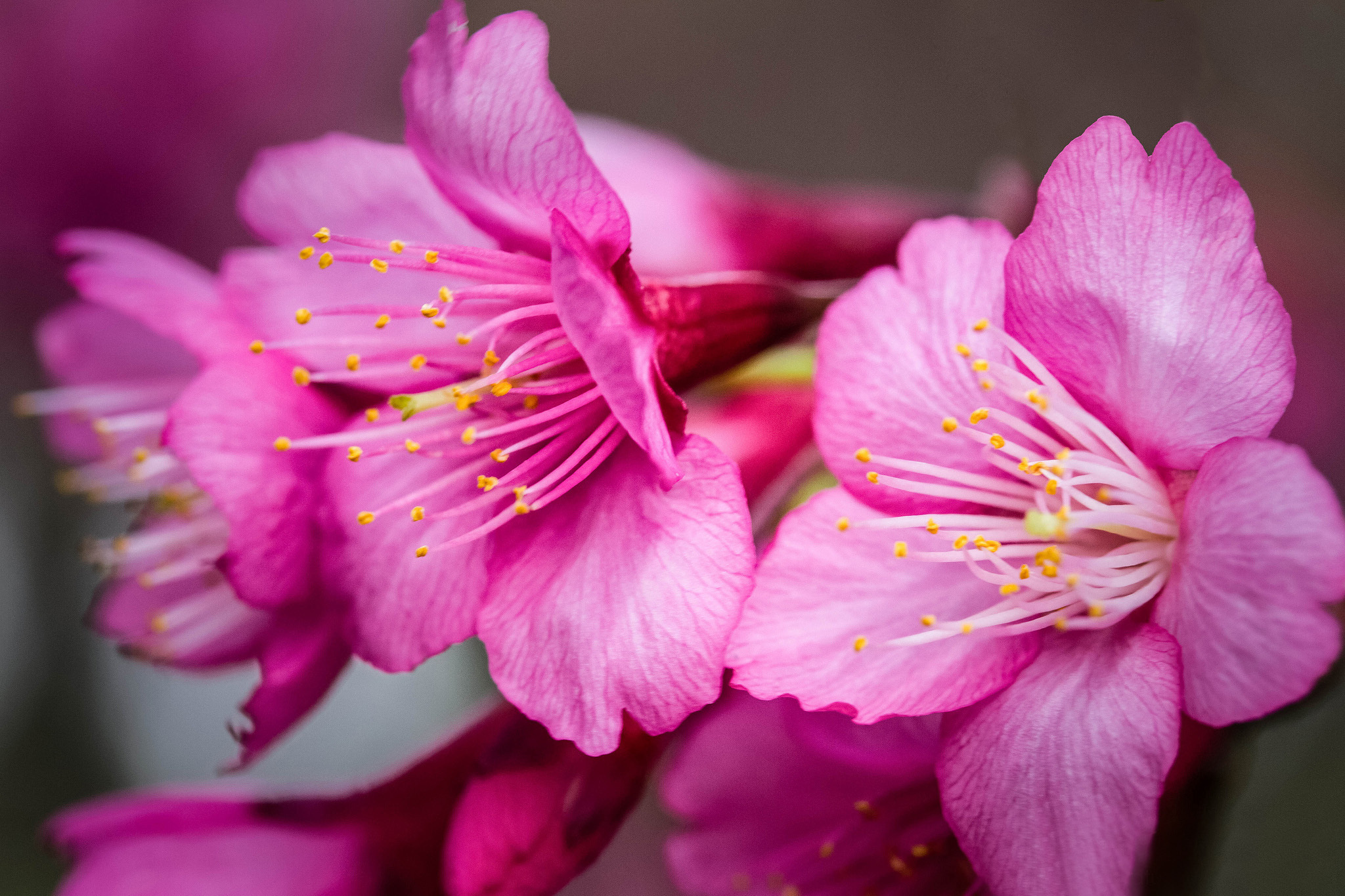 Flower на русском. Мирабелла Пинк цветы. Цвет Сакура Пинк. Розовые цветы. Ярко розовые цветы.