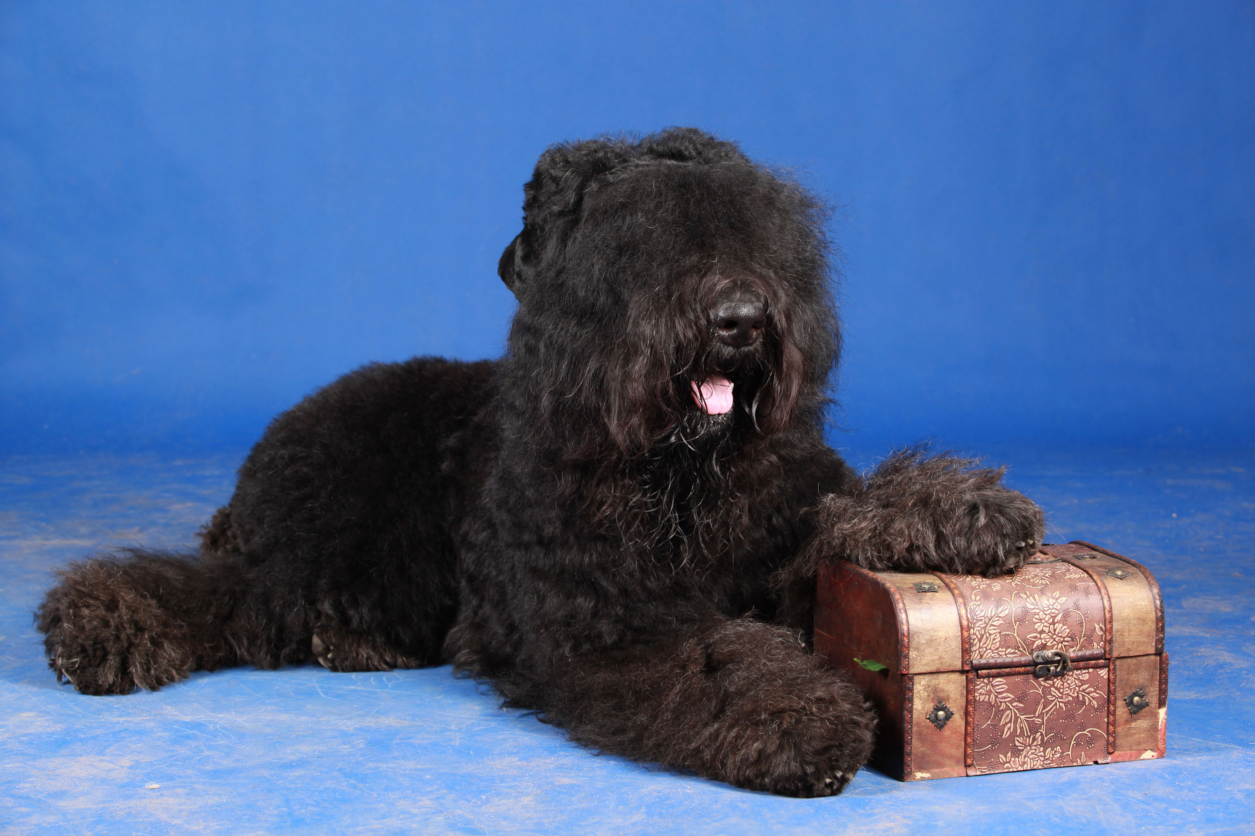 Русский черный терьер Russian Black Terrier