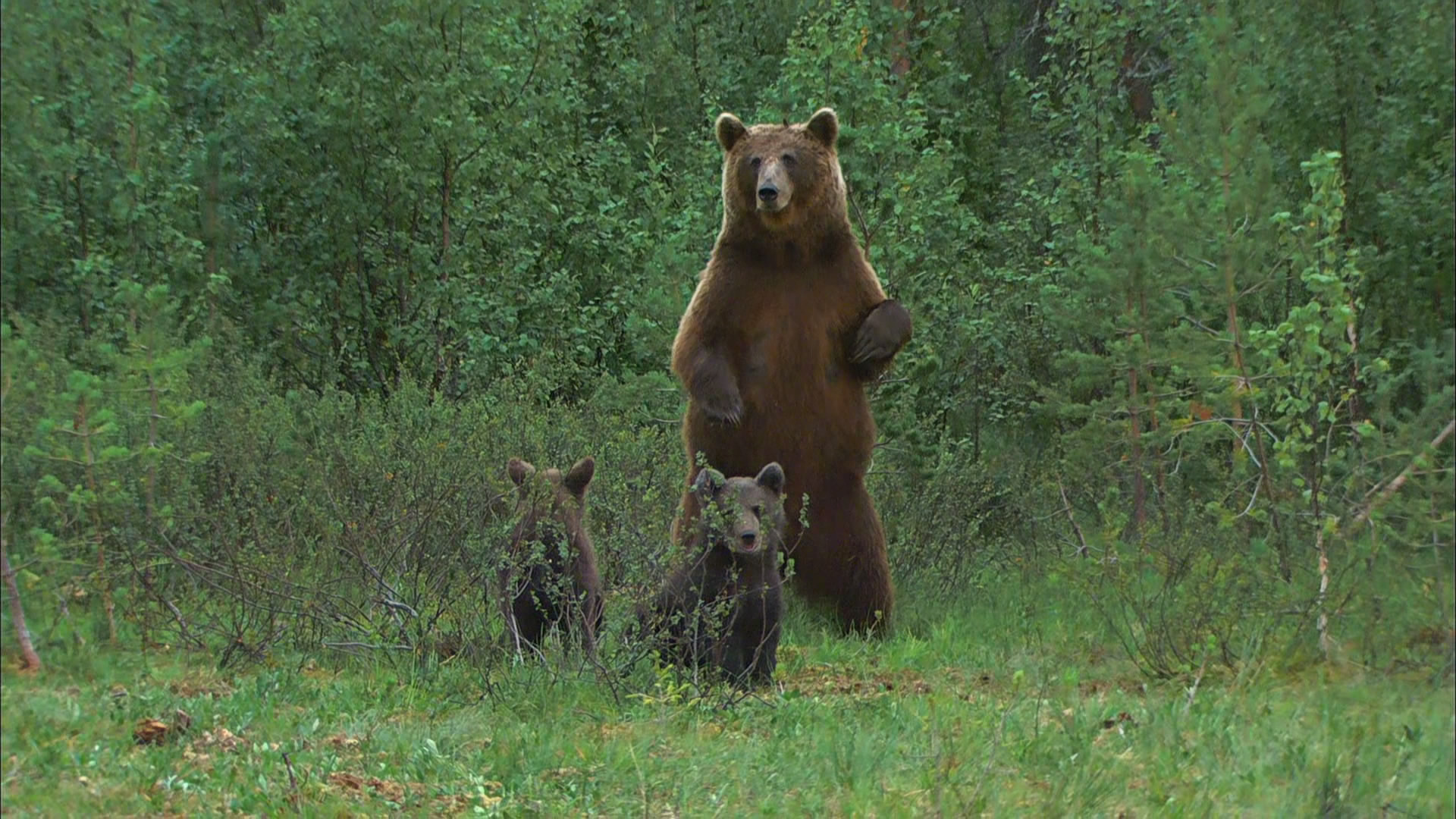 Медведь в лесу Сибирском летом