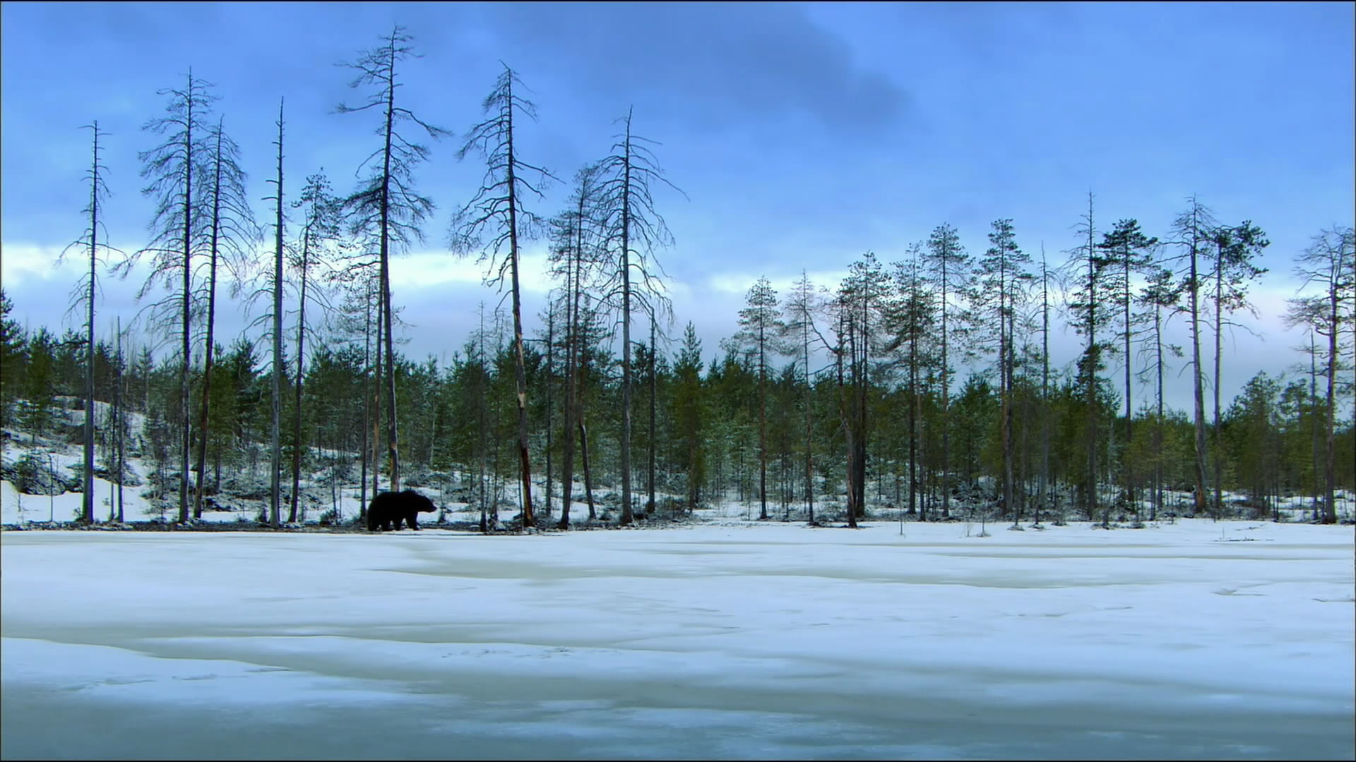 Документальные фильмы о природе Скандинавии