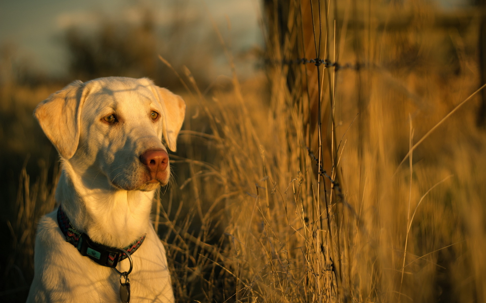 Dog light