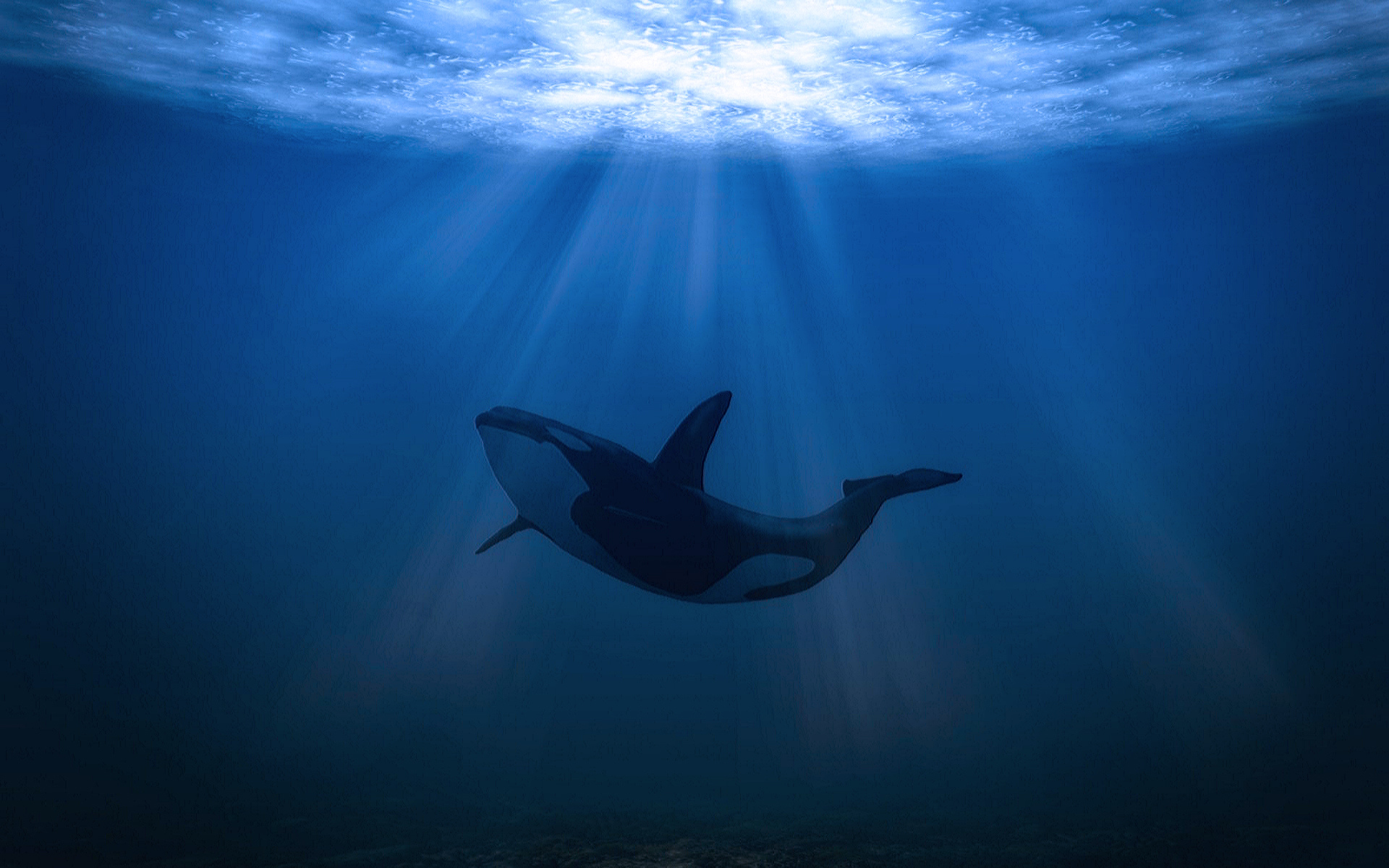 Подводный мир киты