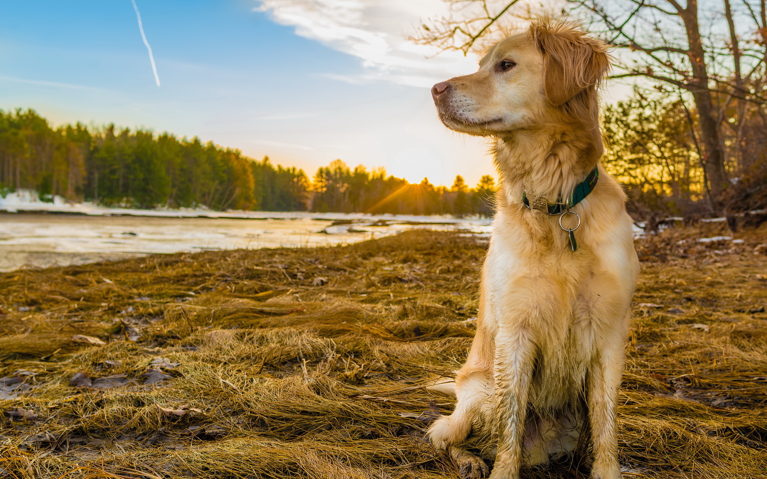 He looking for a dog. Канадский золотистый ретривер. Золотистый лабрадор. Лабрадор ретривер длинношерстный. Лабрадор Голден ретривер.