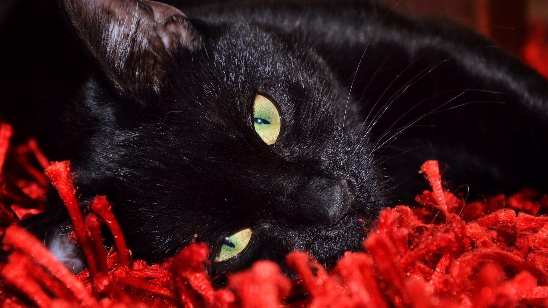 Черный кот с цветами
