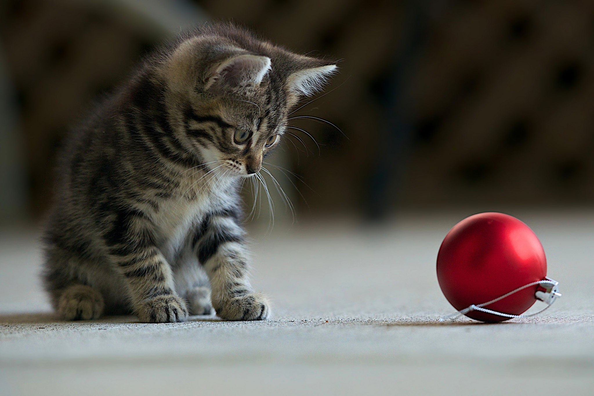 Котята играют предложение. Полосатый котенок. Играющий котенок. Котенок с мячиком. Котята играются.