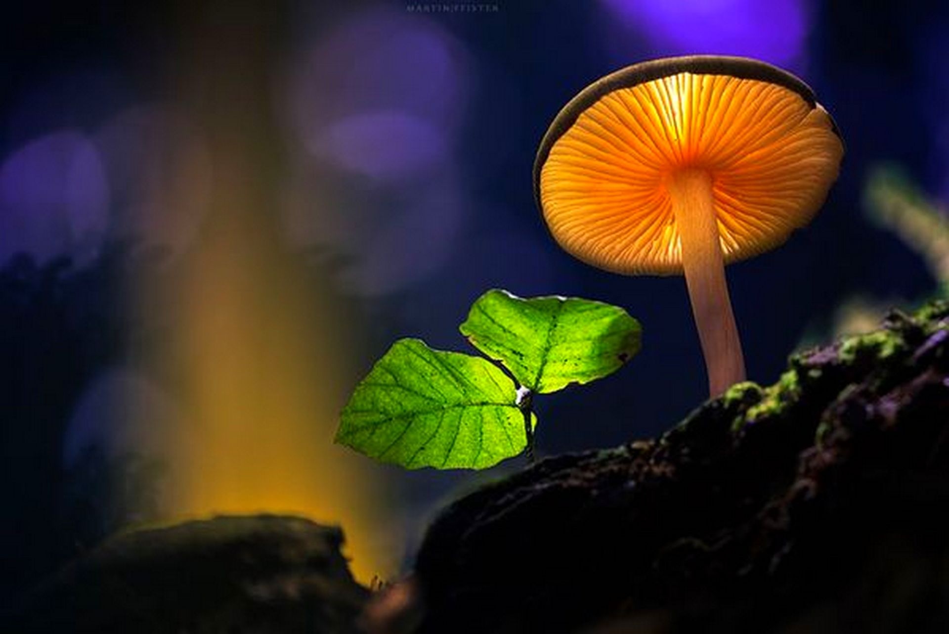 Светящийся гриб. Mycena LUXAETERNA. Мартин Пфистер. Грибы с подсветкой Мартина Пфистера. Фосфоресцирующие грибы.