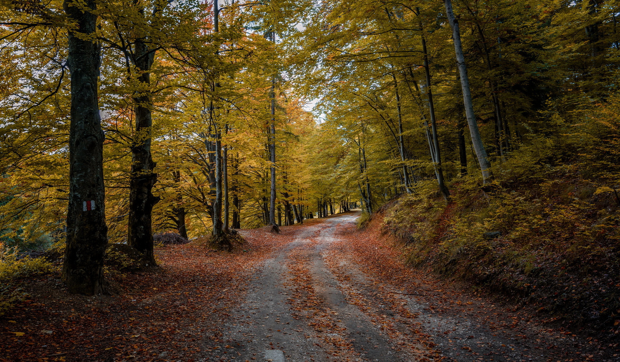 Осенняя Лесная дорога