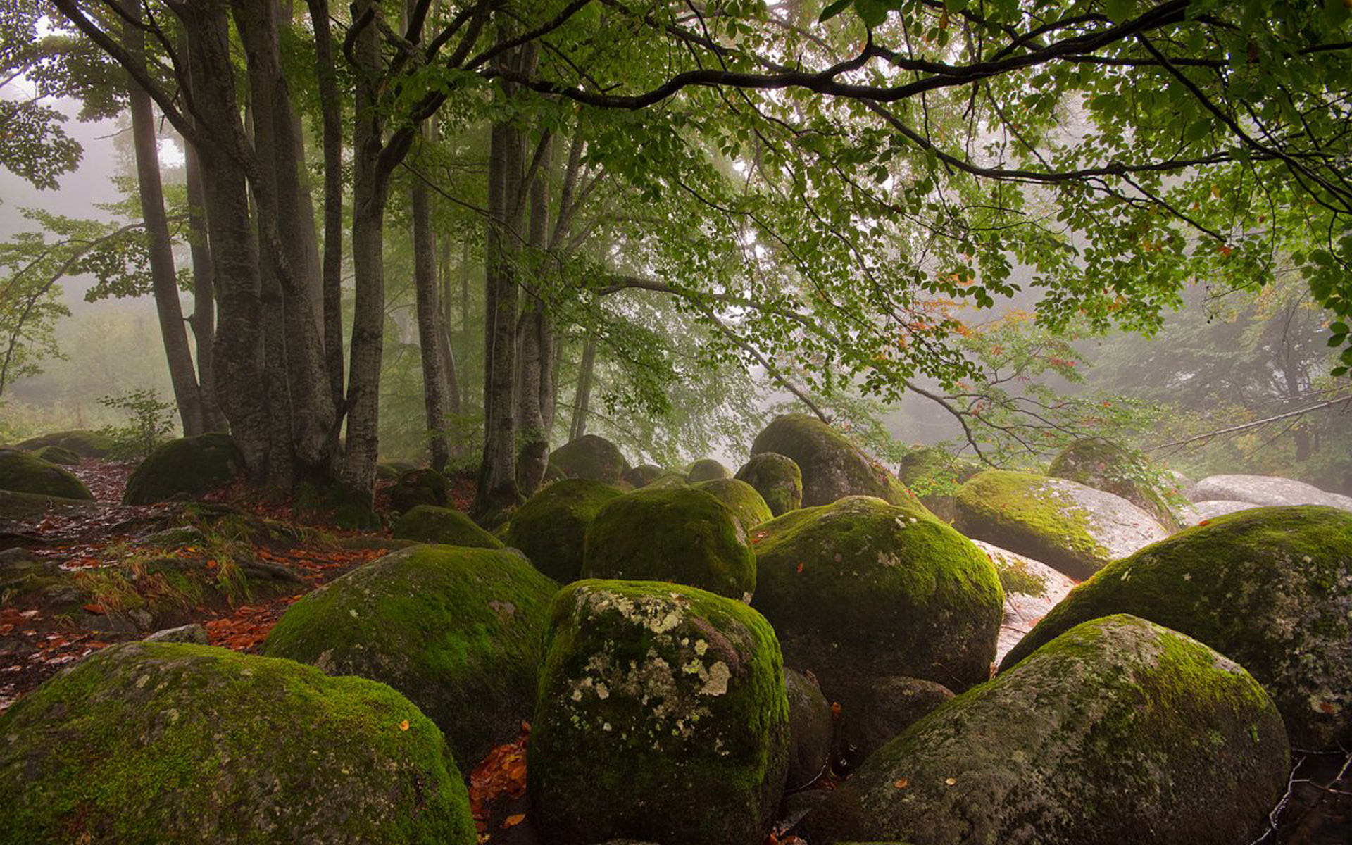 Камни мох лес Англия