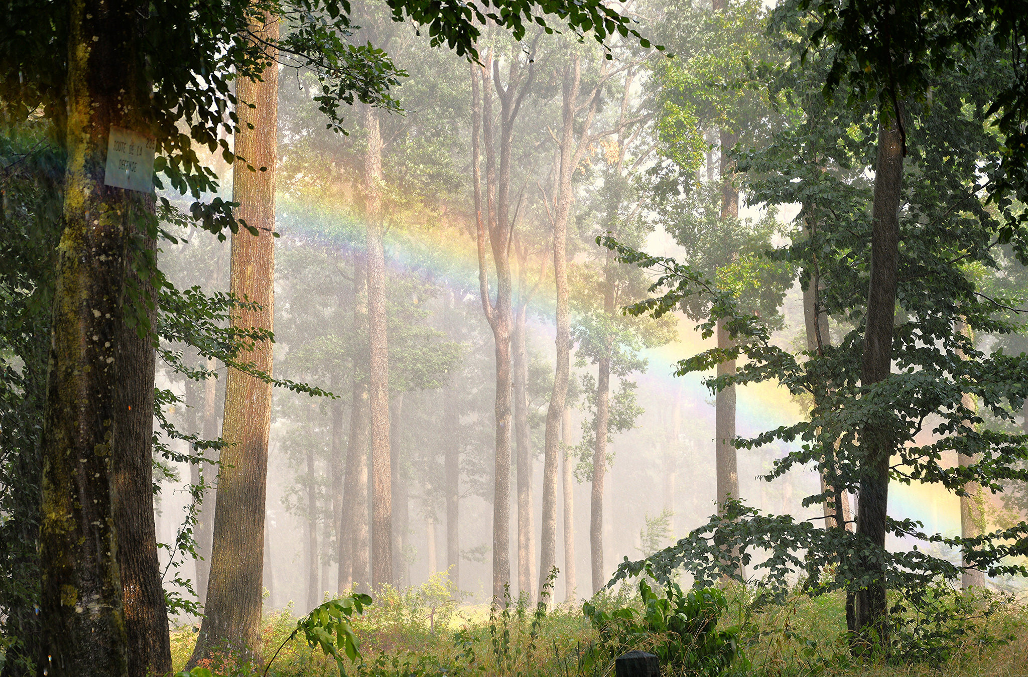 картинки лес после дождя