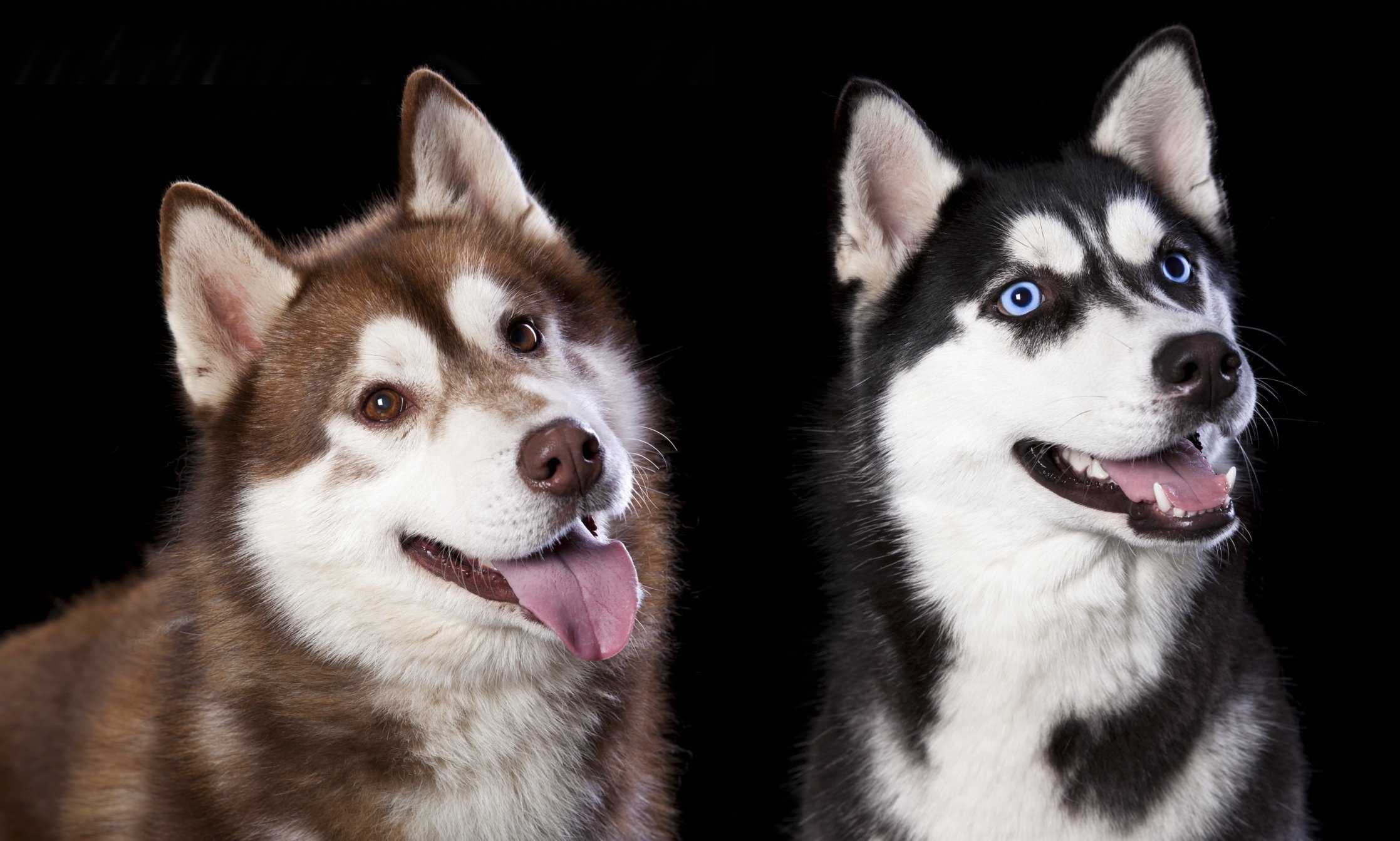 2 человека 2 лайка. Хаски агути. Хаски цвет агути. 2 Хаски. Husky Siberian Black.