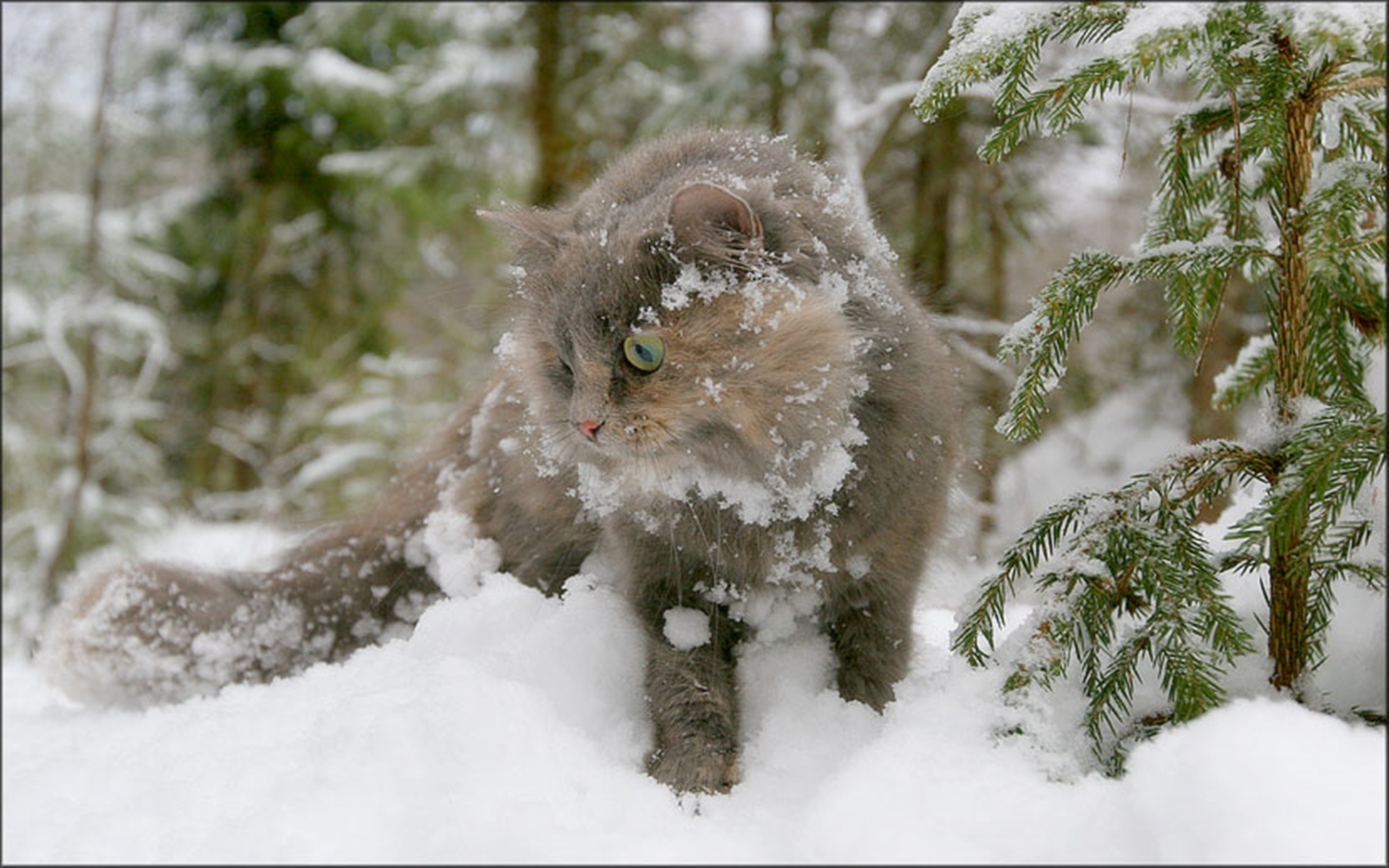 Кот в Снежном лесу