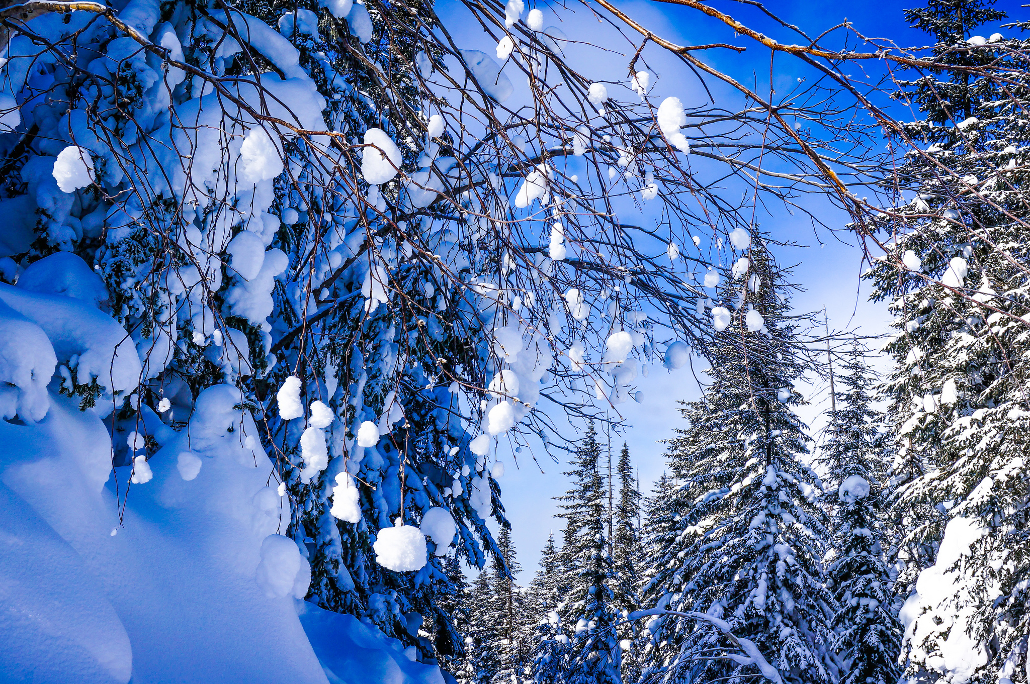 Зима картинки. Зима снег. Красота зимы. Февраль природа. Красивая Снежная зима.