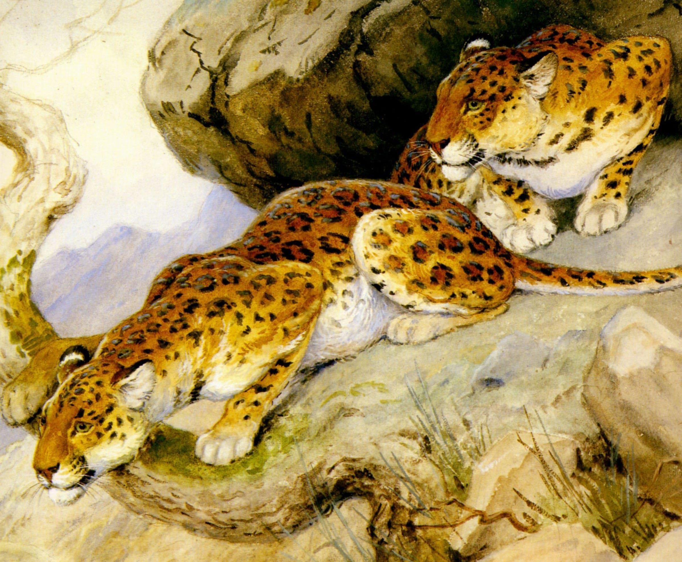 Рудрапраяг леопард
