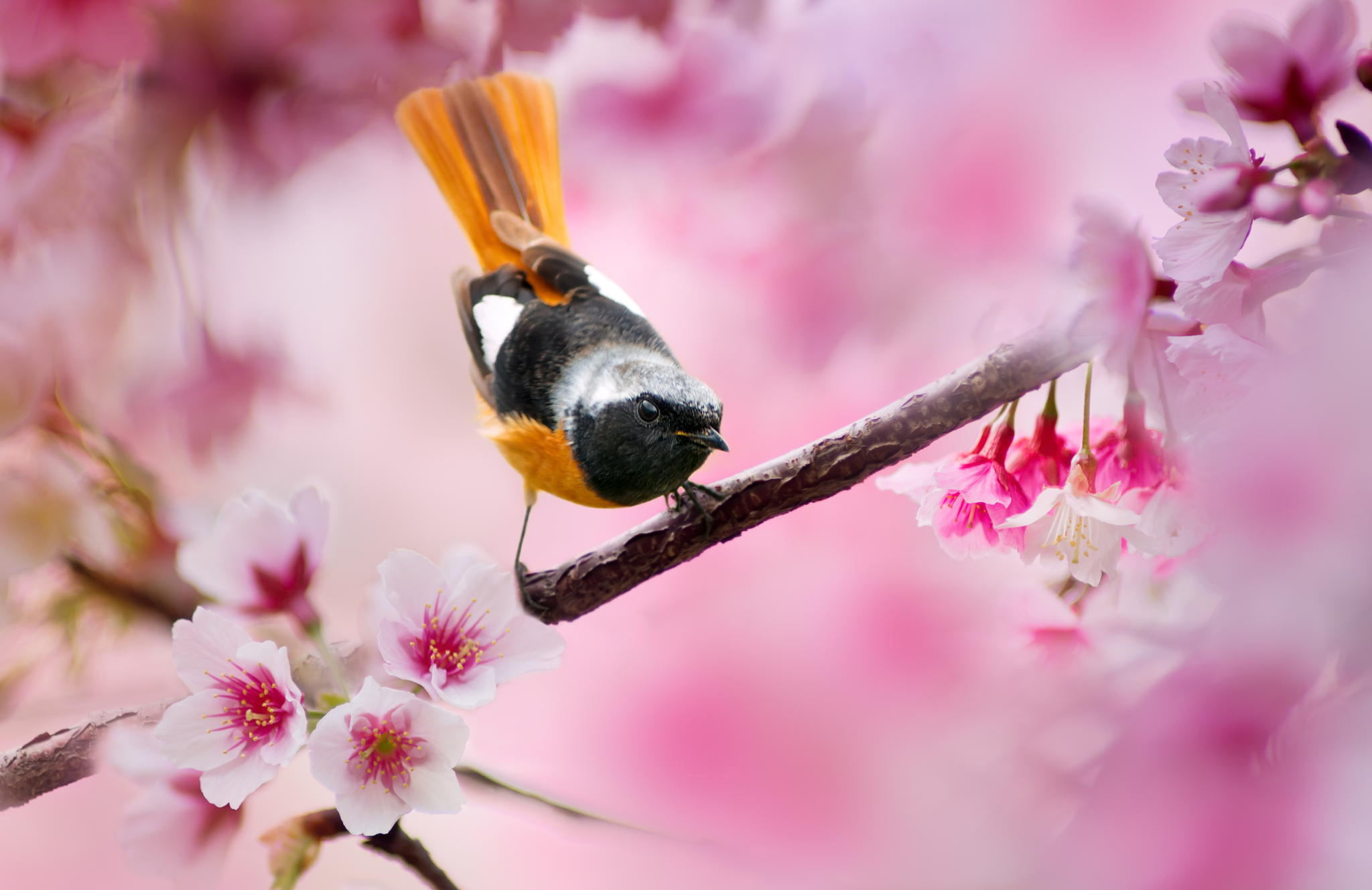 Красивые птицы Весна