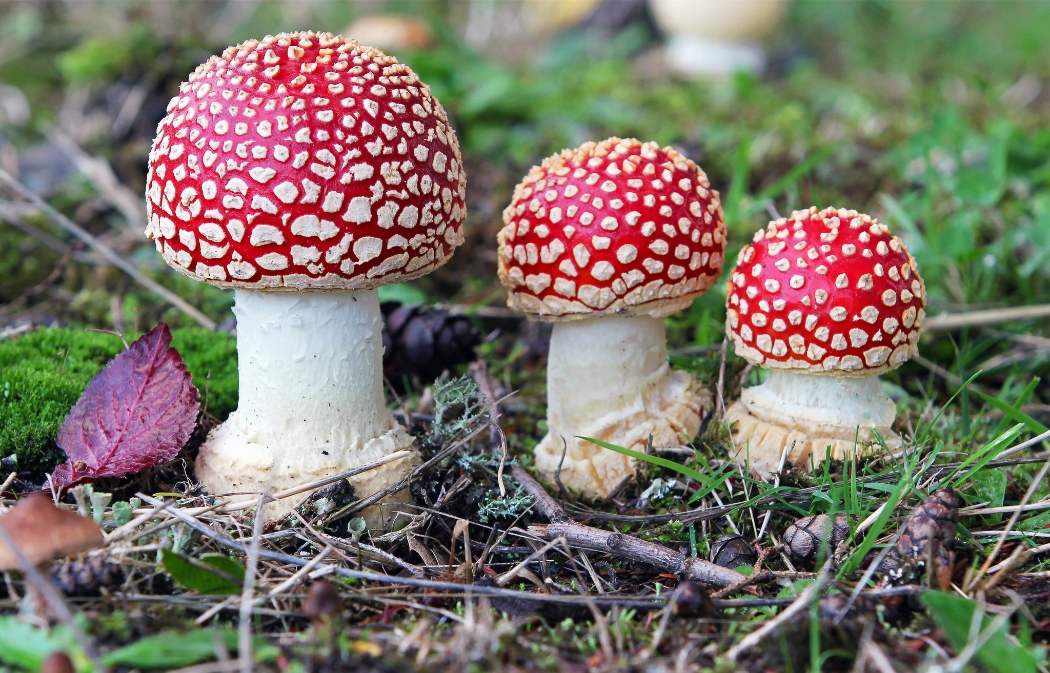 Amanita