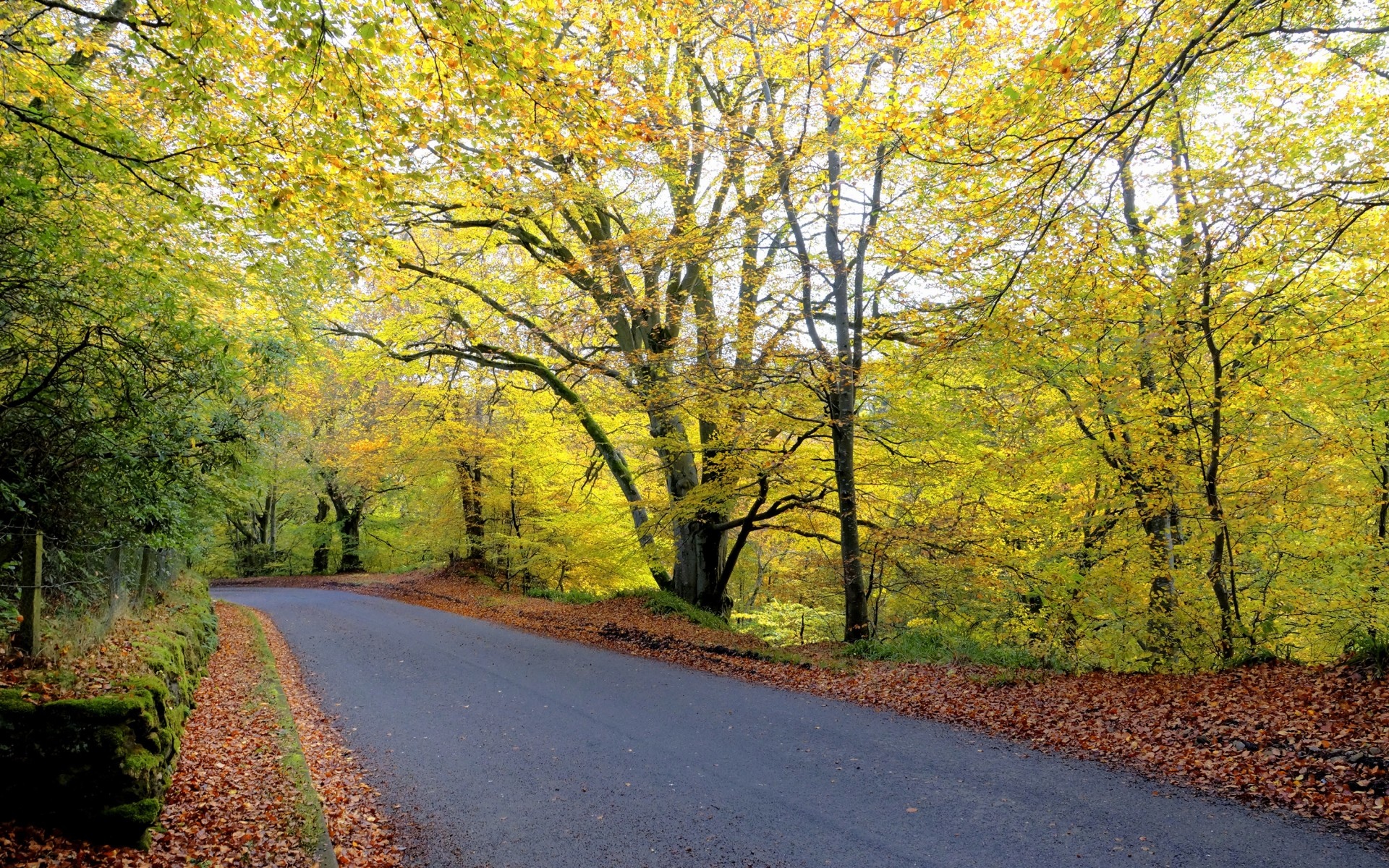 Осень дорога деревья