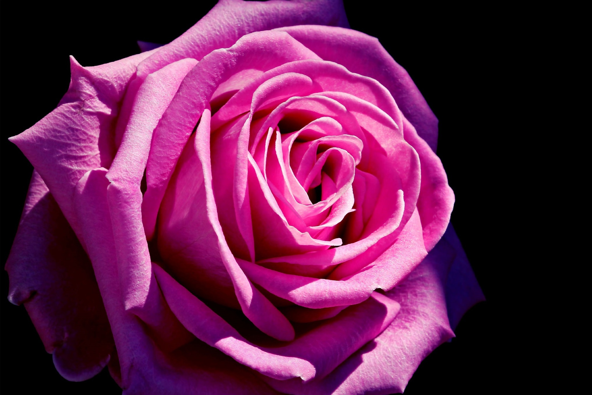 Чёрно розовая роза