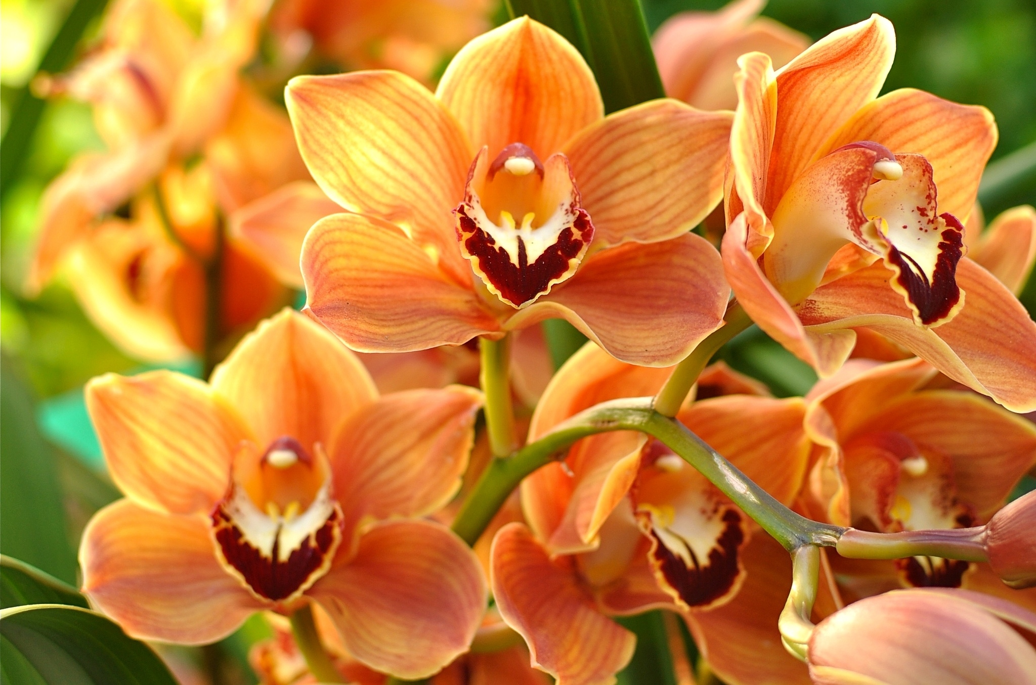 Оранжевая Орхидея фаленопсис