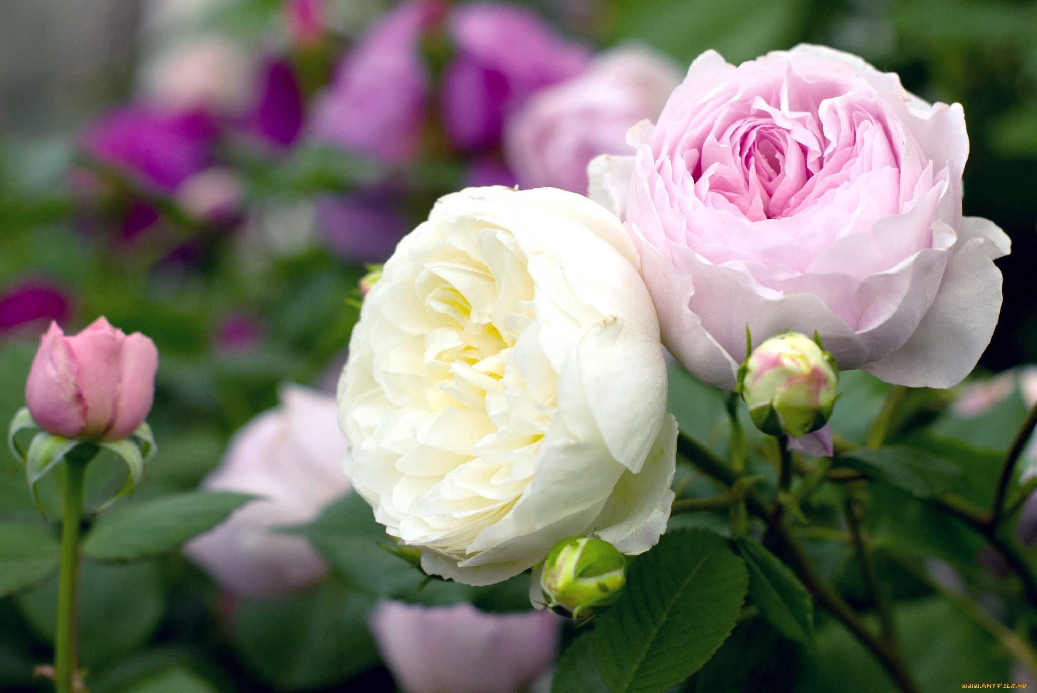 Роза английская розовая обои