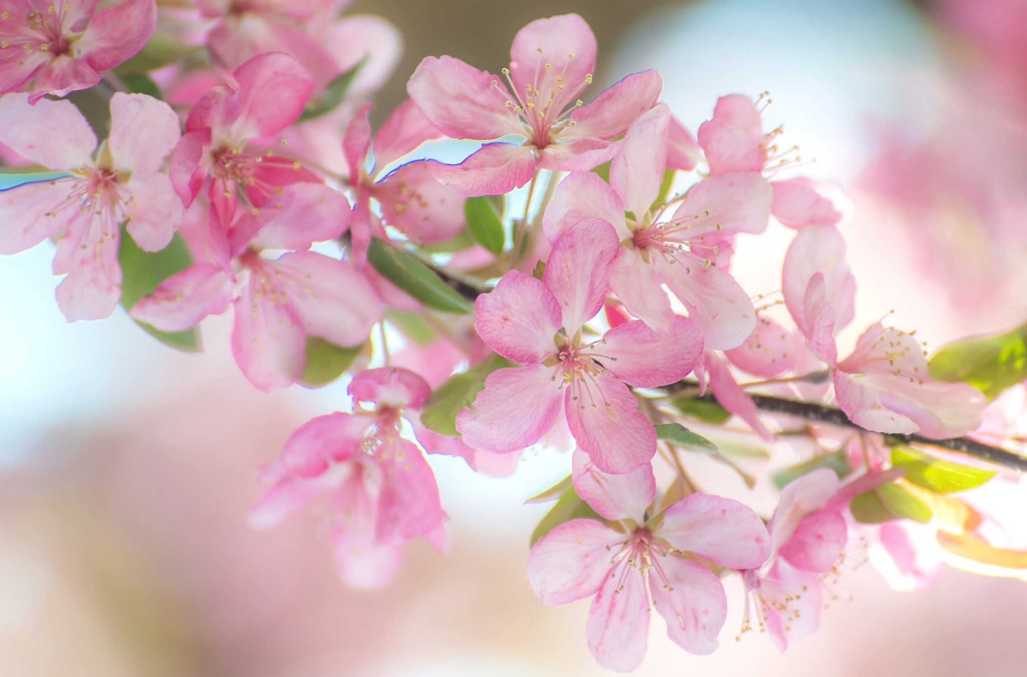 Розоватые цветочками яблони