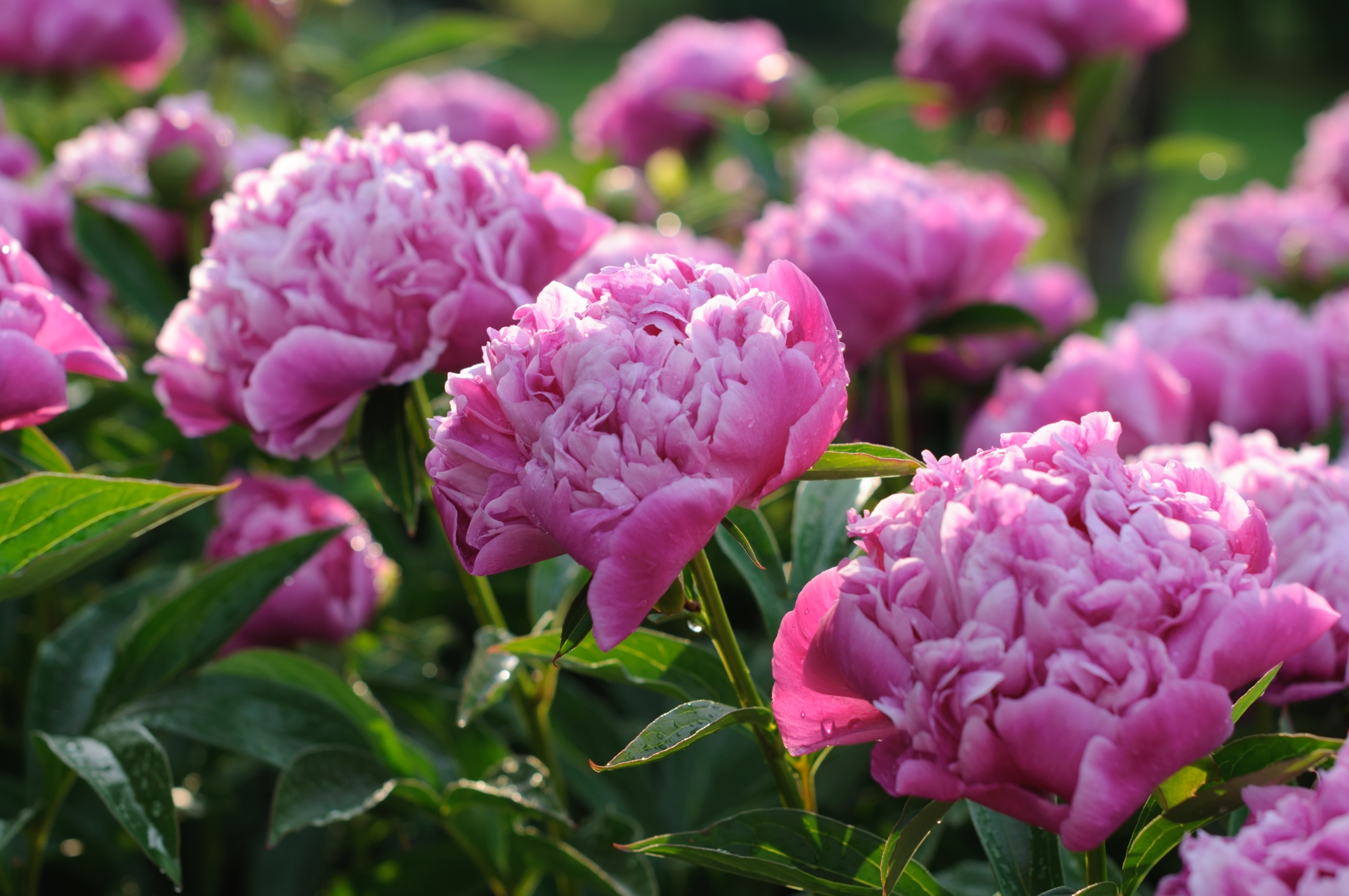 Пышное цветение. Пион Сплендид Корнелия. Пиони Пинк (Peony Pink). Пион Джонсон. Пион Elizabeth Cahn.