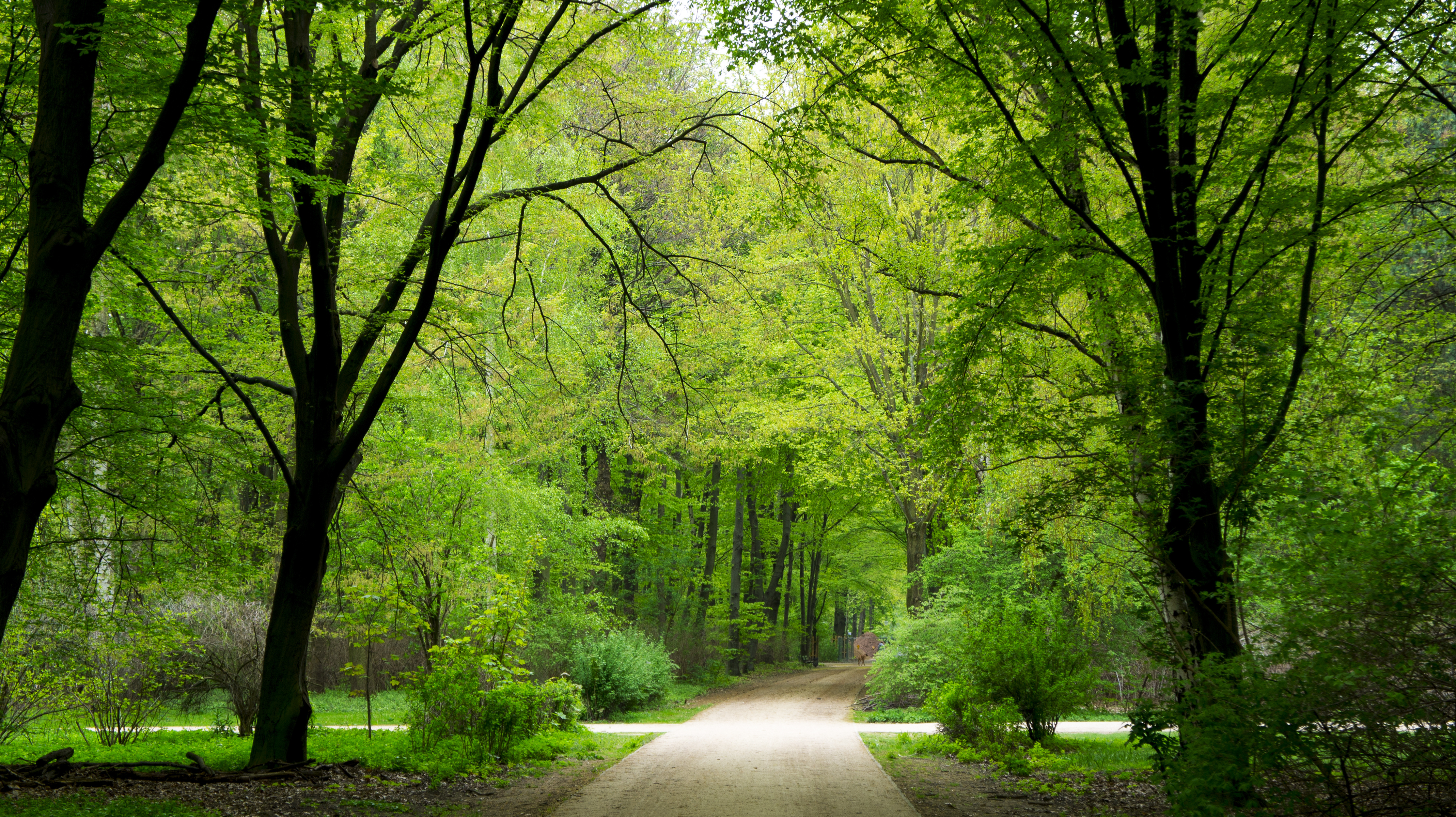 Green forest. Дерево зеленое. Природа зелень. Деревья в парке. Парк в лесу.