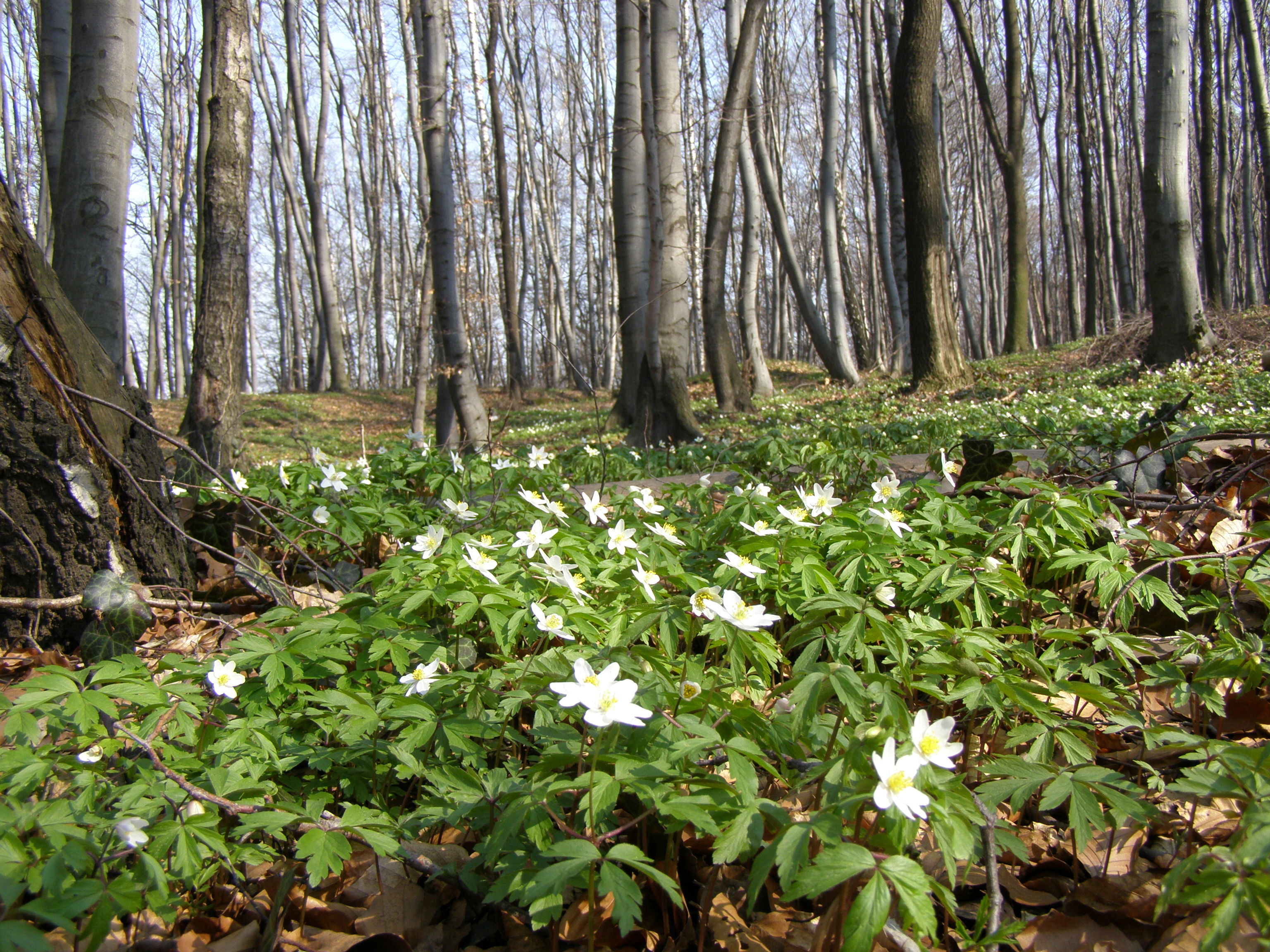 Ранняя Весна в лесу