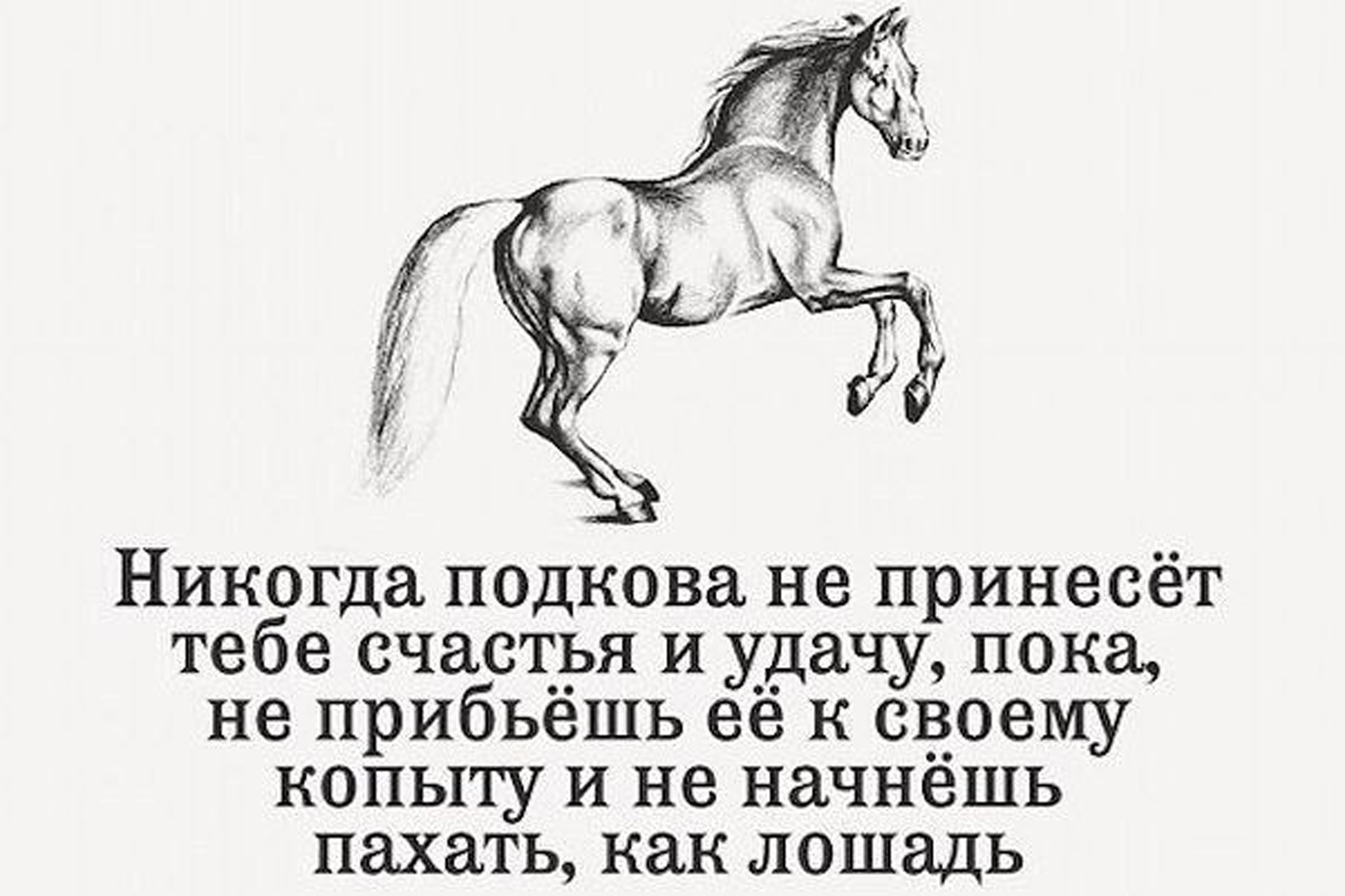 Фразы про лошадей