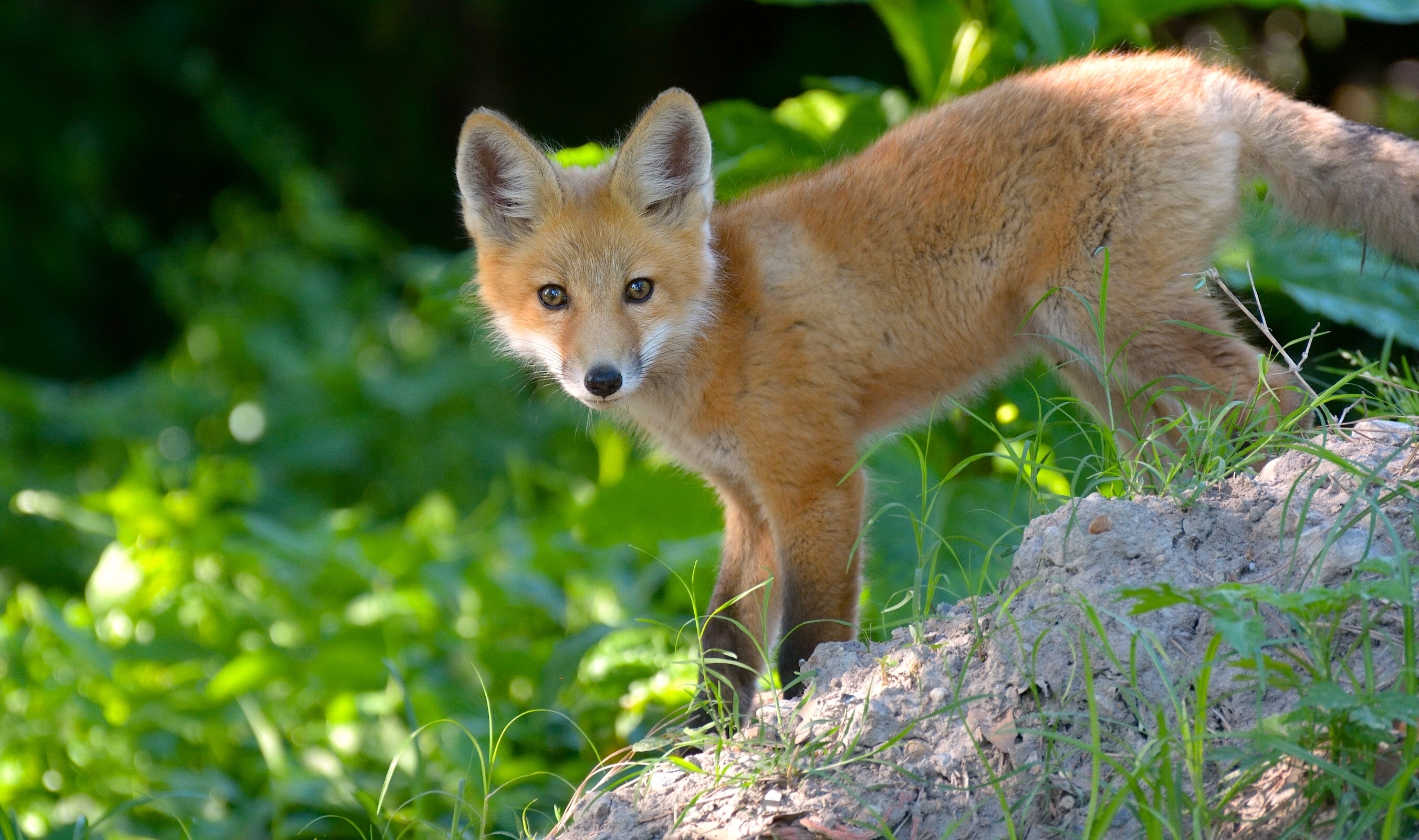 Fox cub. Лиса. Лиса летом. Обыкновенная лисица. Лиса с лисятами.