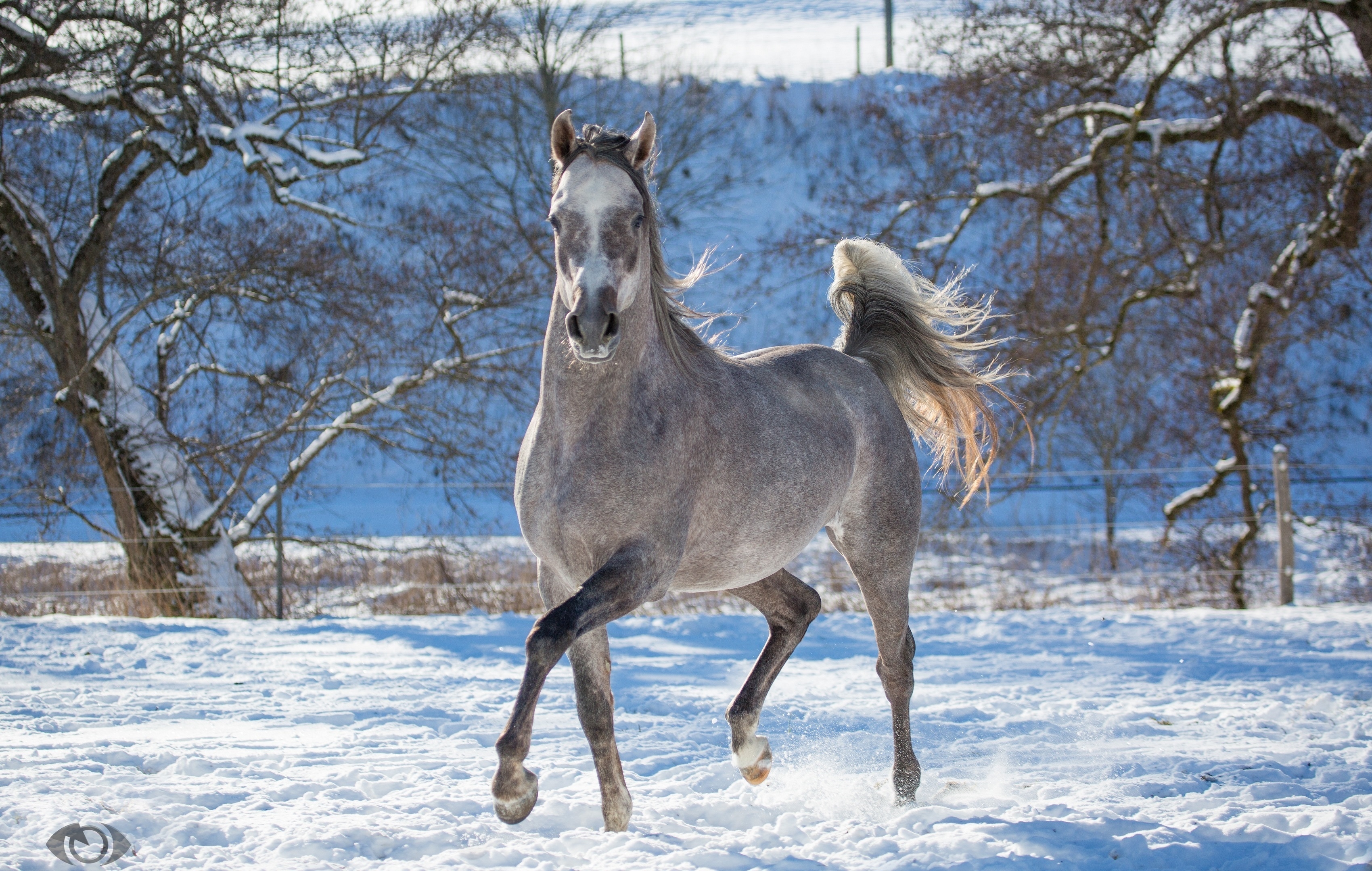 Лошади Зимой