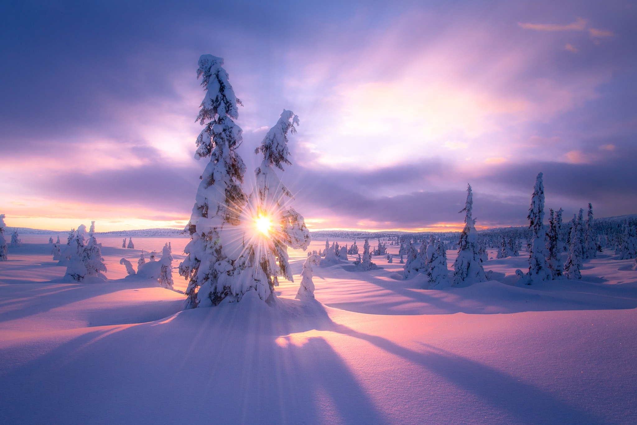 Елка под солнцем. Jorn Allan Pedersen(Норвегия). Новогодний пейзаж. Зимний закат. Зимний пейзаж.