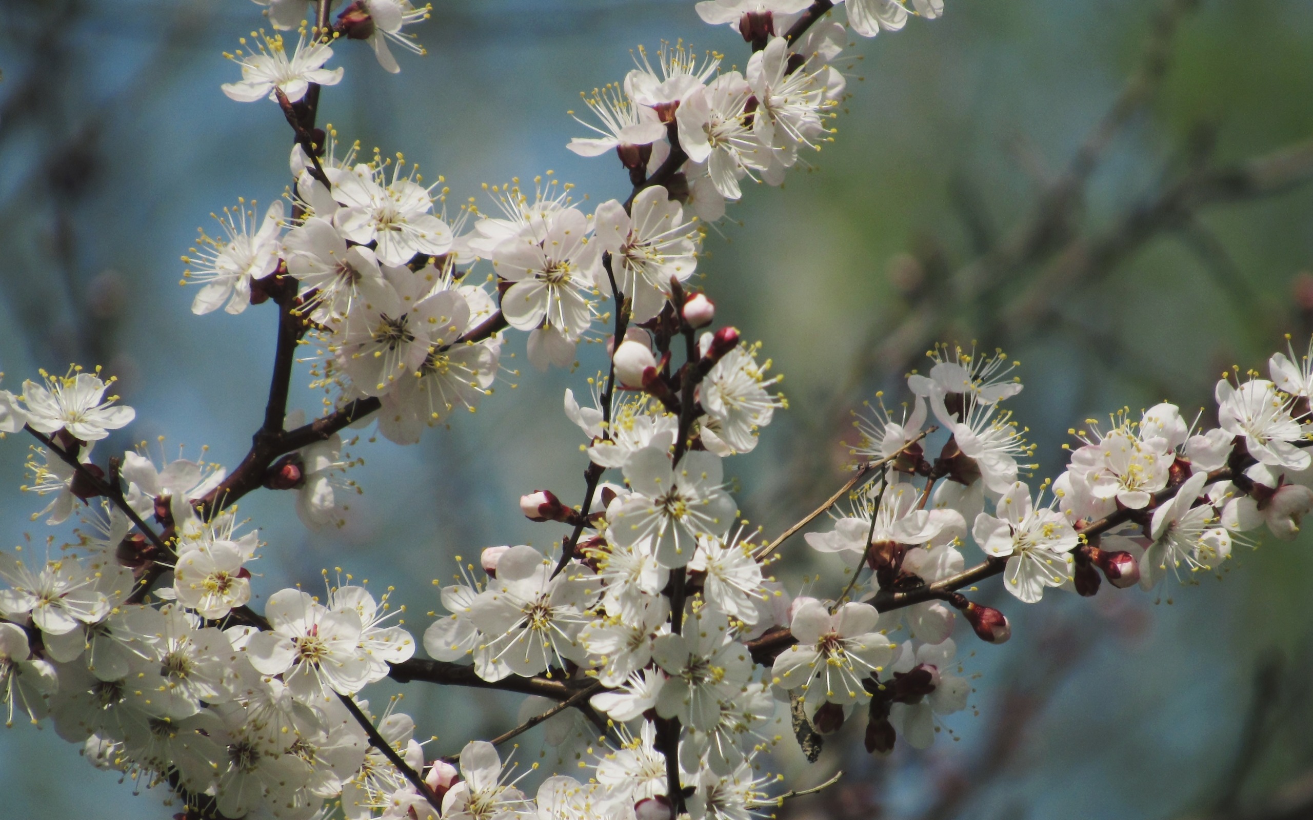 Как цветут деревья весной фото и названия